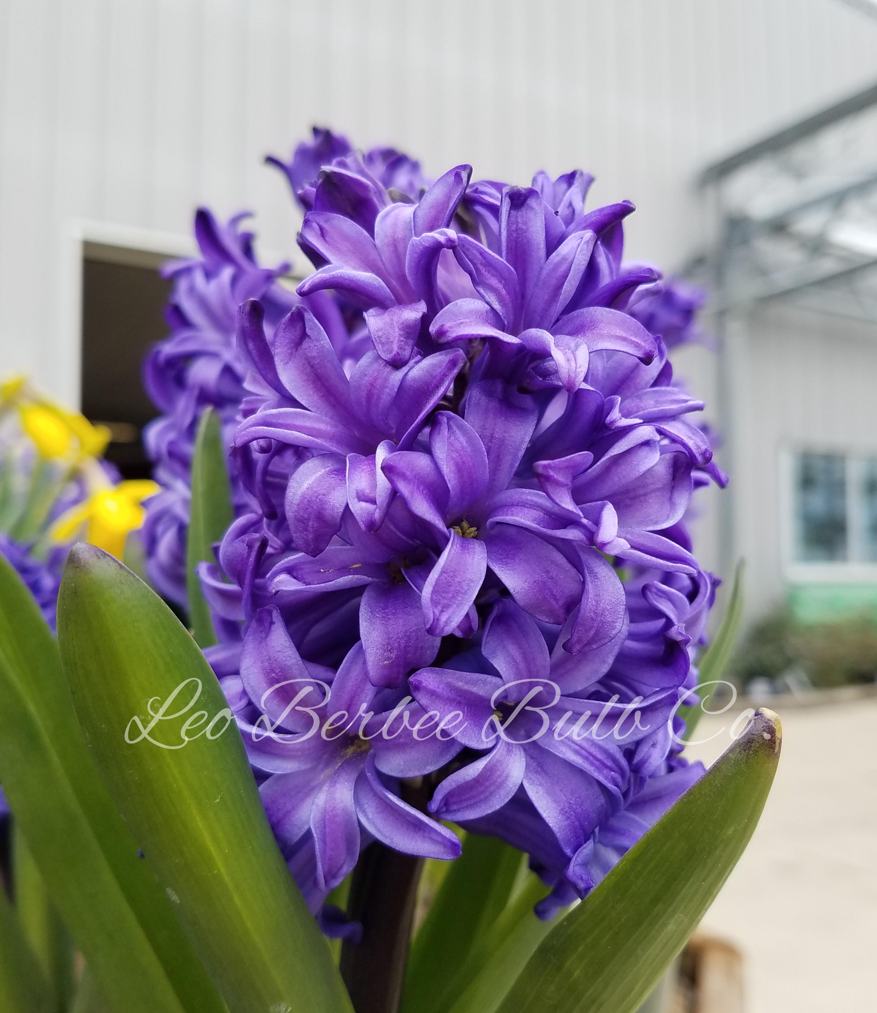 Hyacinth 'Blue Pearl' - Hyacinth from Leo Berbee Bulb Company