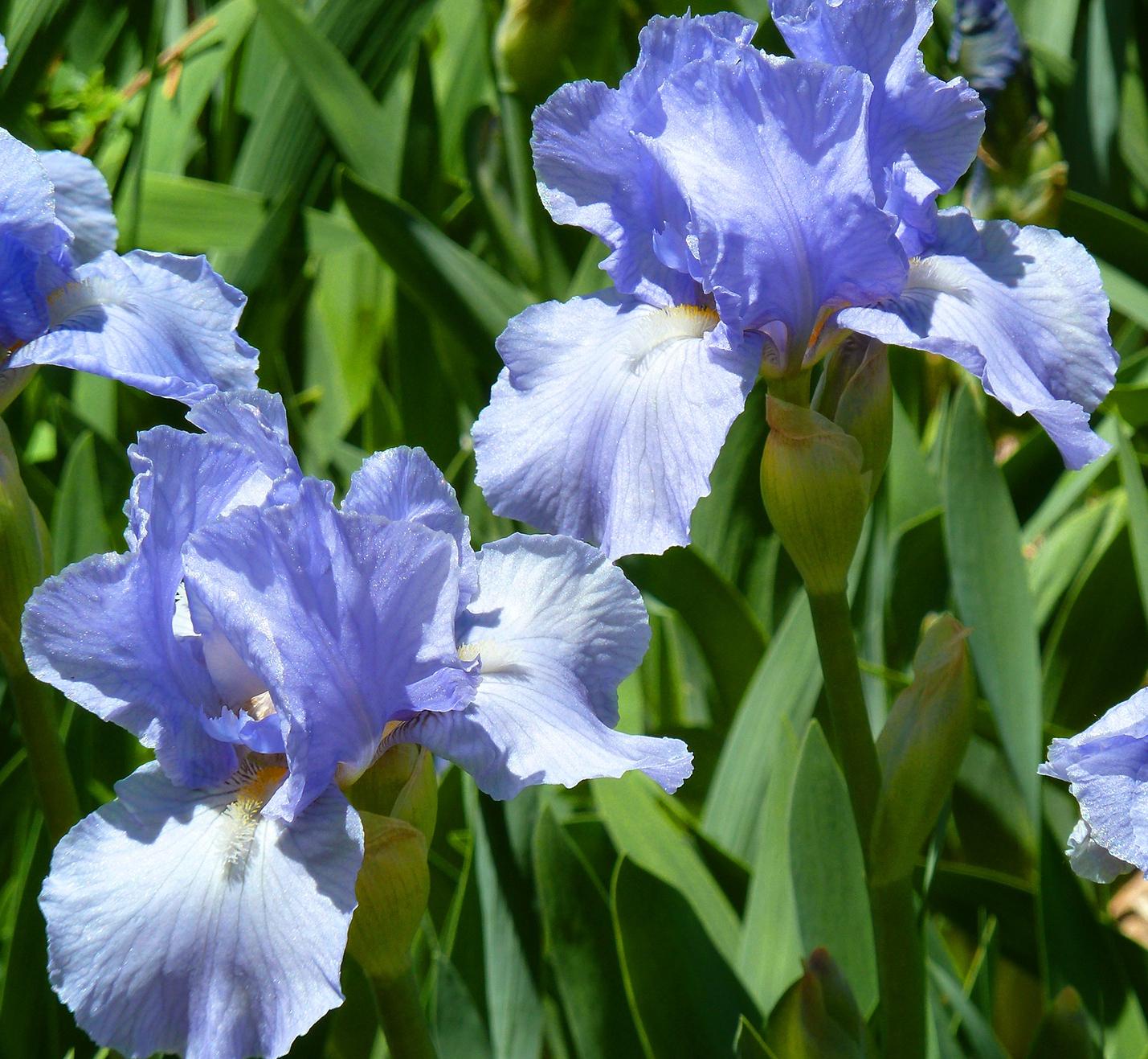 Iris Germanica 'Victoria Falls' - Tall Bearded Iris from Leo Berbee Bulb Company