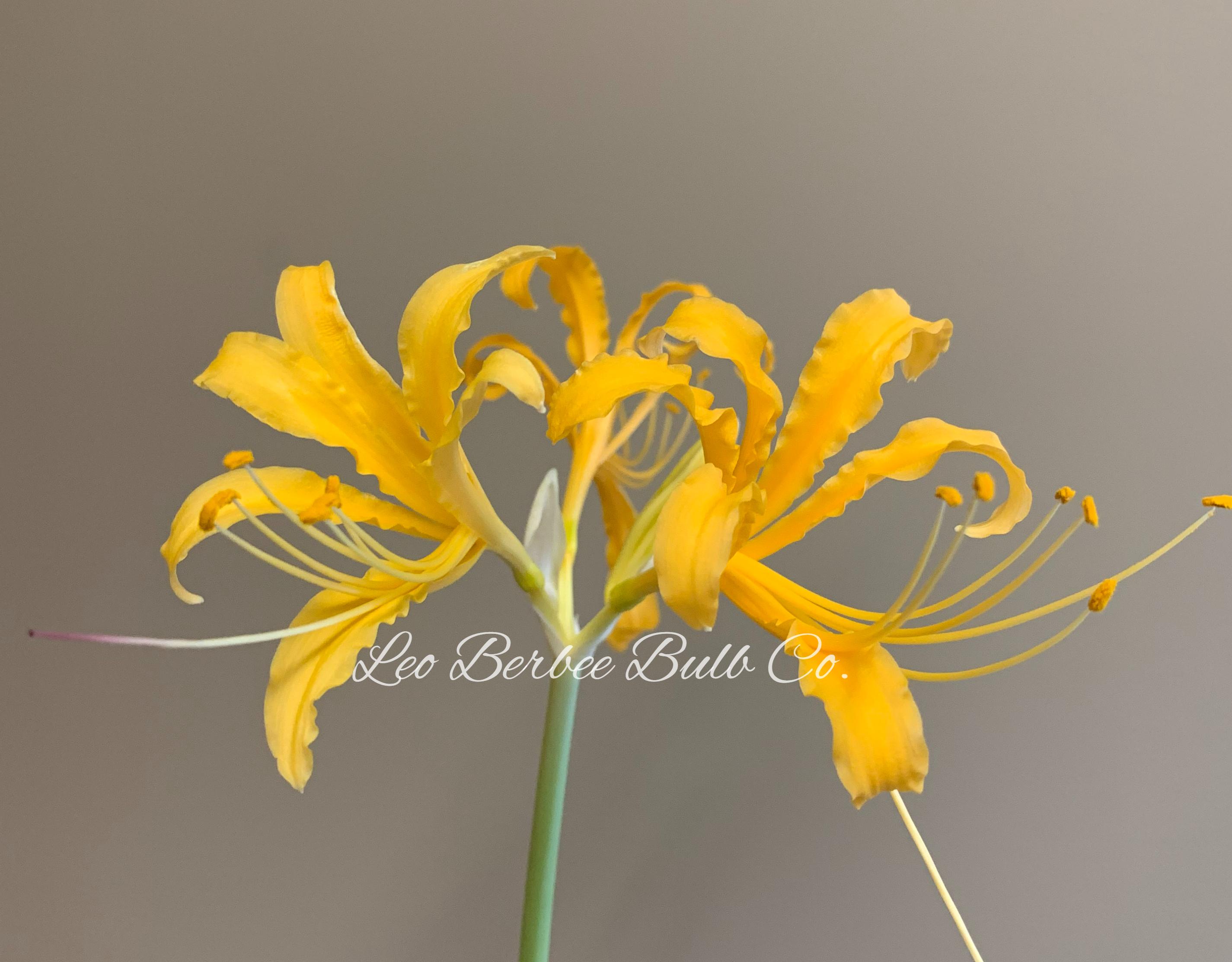Lycoris 'Aurea' - Magic Lily from Leo Berbee Bulb Company