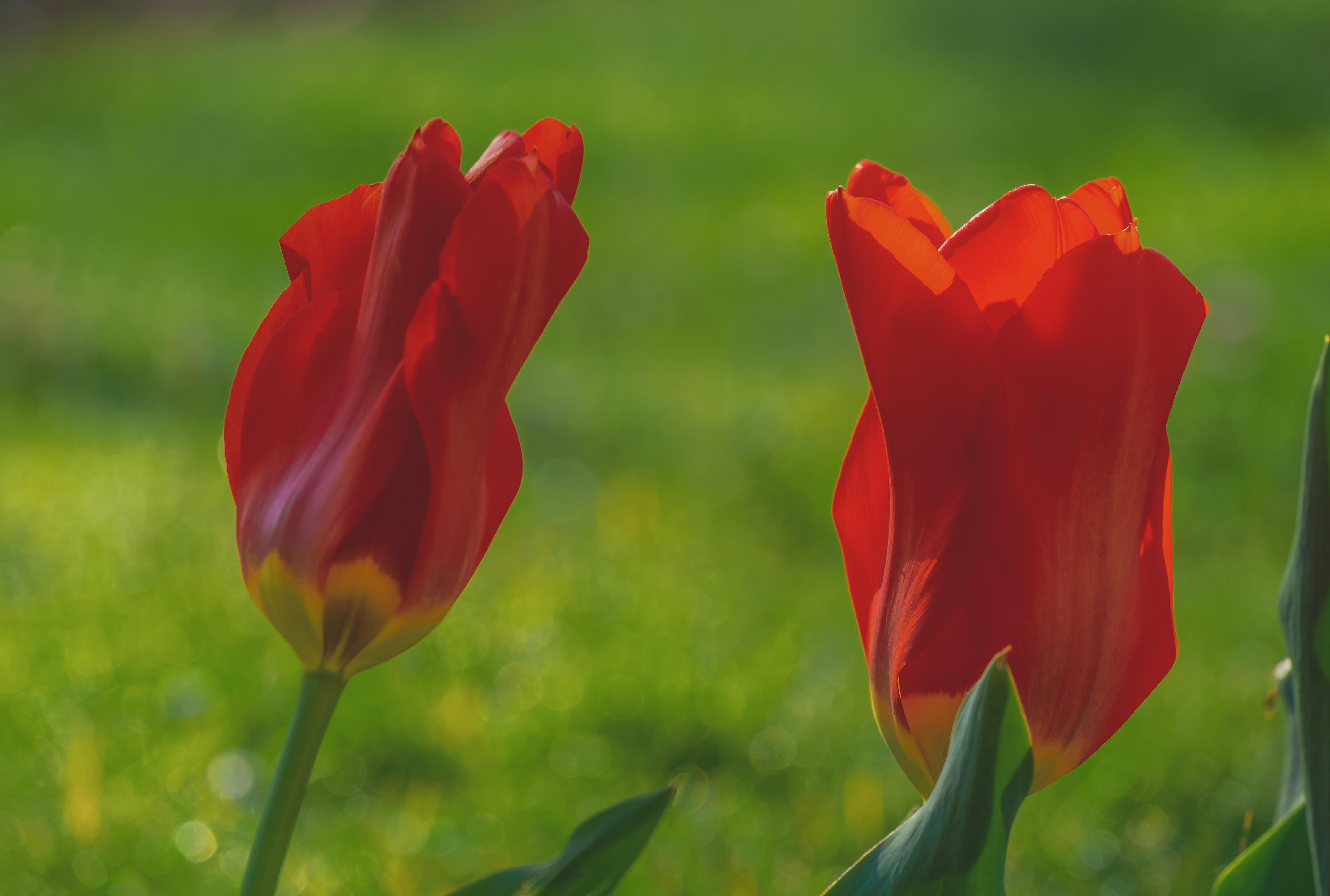 Tulip Fosteriana 'Red Emperor' - Botanical Tulips from Leo Berbee Bulb Company