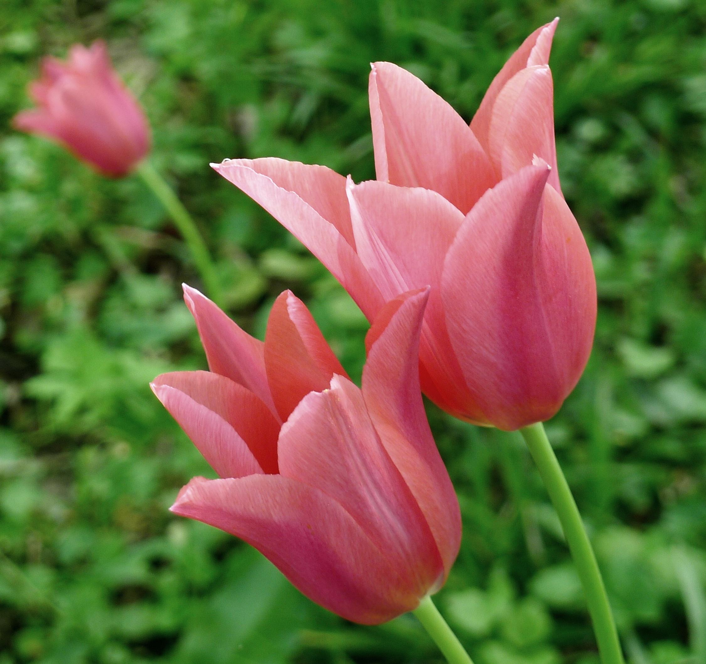Tulip Bunchflowering 'Toronto' - Tulip from Leo Berbee Bulb Company