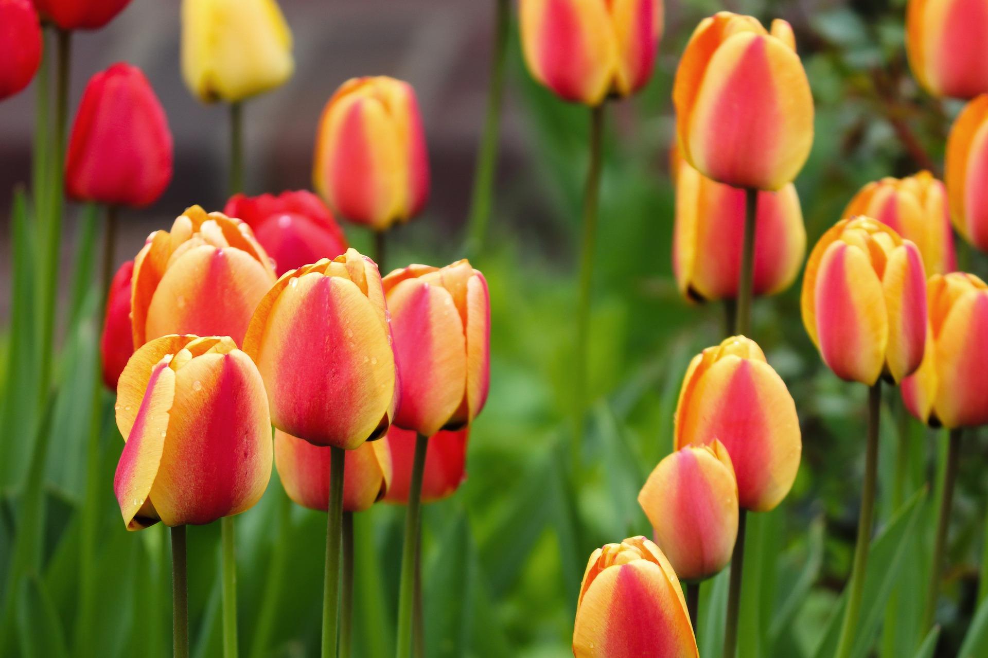 Tulip Darwin Hybrid 'Apeldoorn's Elite' - Tulip from Leo Berbee Bulb Company