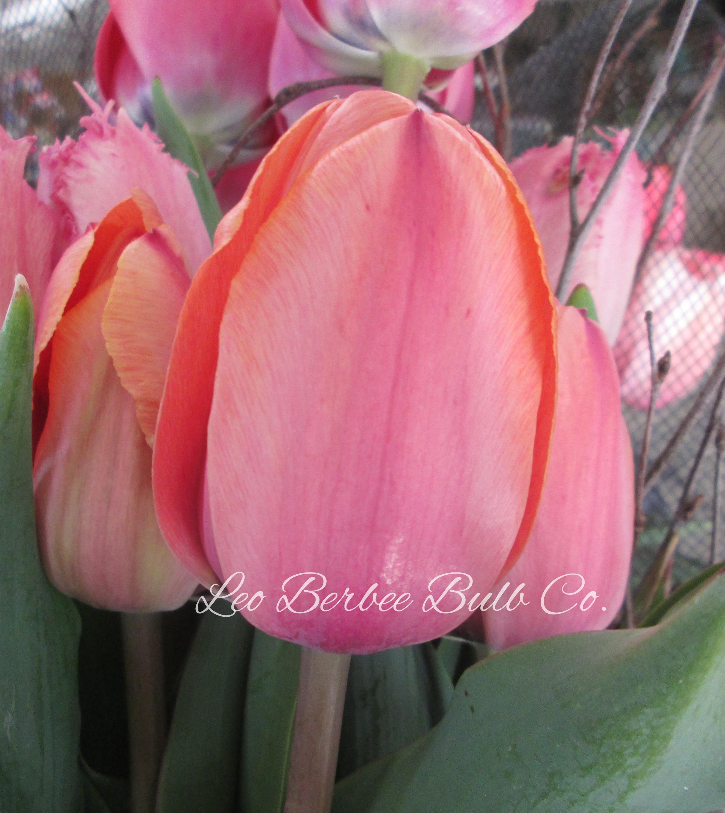 Tulip Darwin Hybrid 'Apricot Impression' - Tulip from Leo Berbee Bulb Company