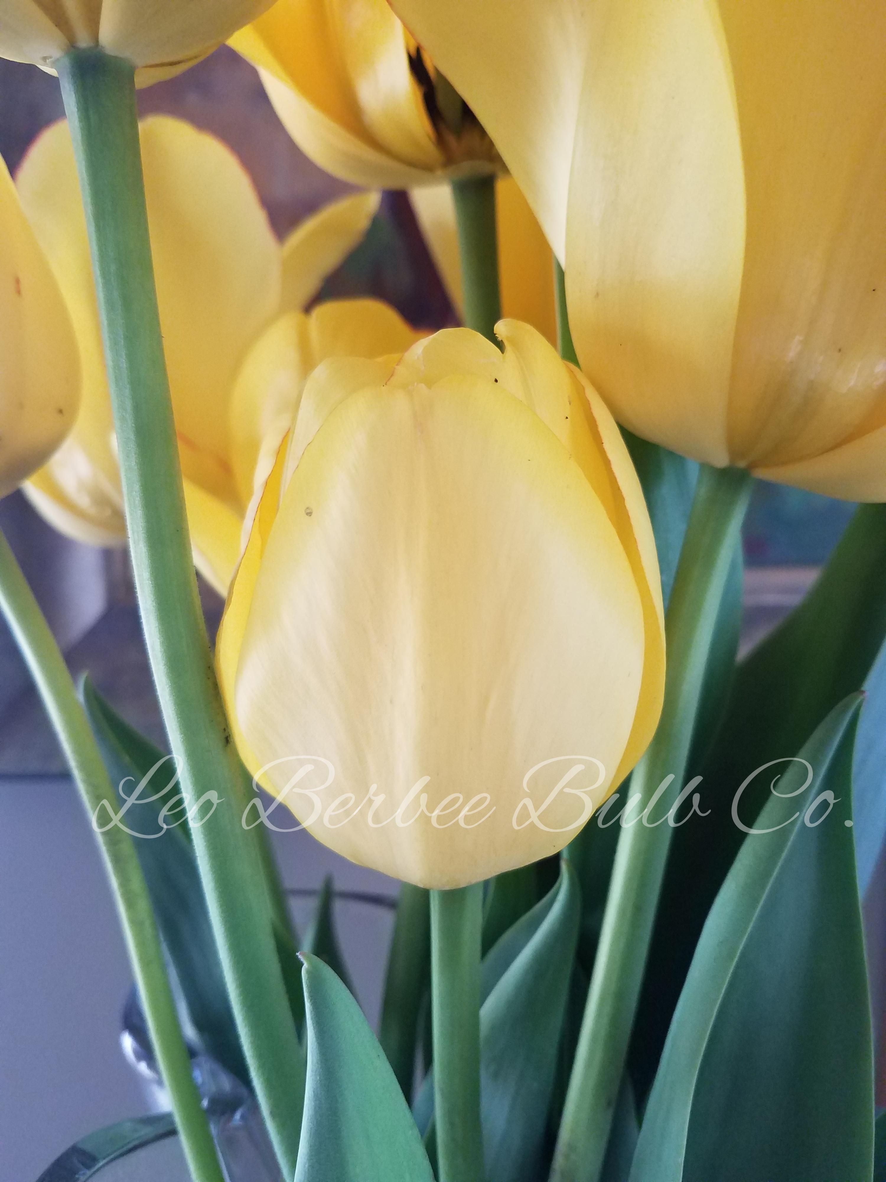 Tulip Darwin Hybrid 'Golden Parade' - Tulip (Shipping begins Fall 2020) from Leo Berbee Bulb Company