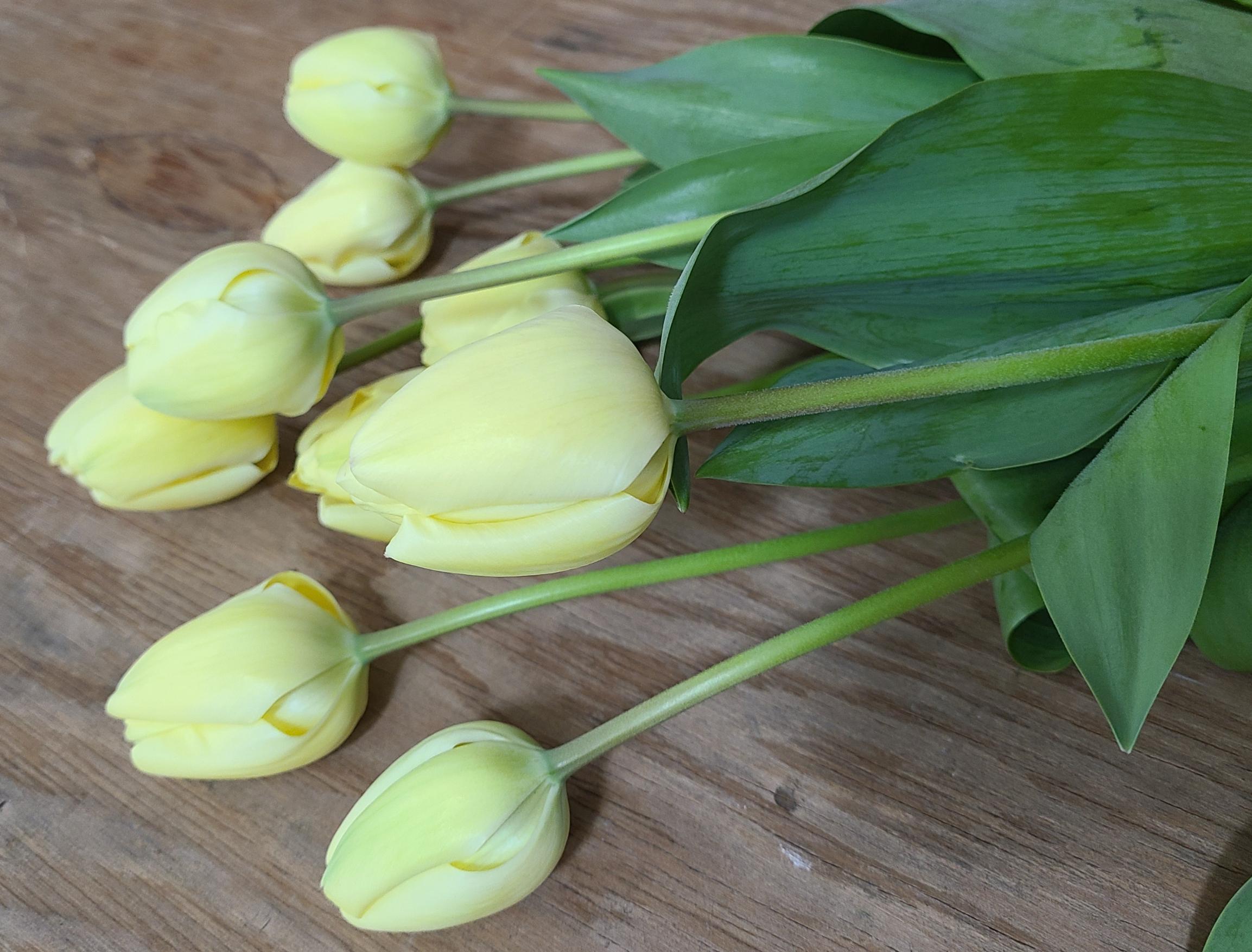 Tulip Darwin Hybrid 'Ivory Floradale' - Tulip from Leo Berbee Bulb Company