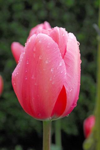 Tulip Darwin Hybrid Pink Impression from Leo Berbee Bulb Company