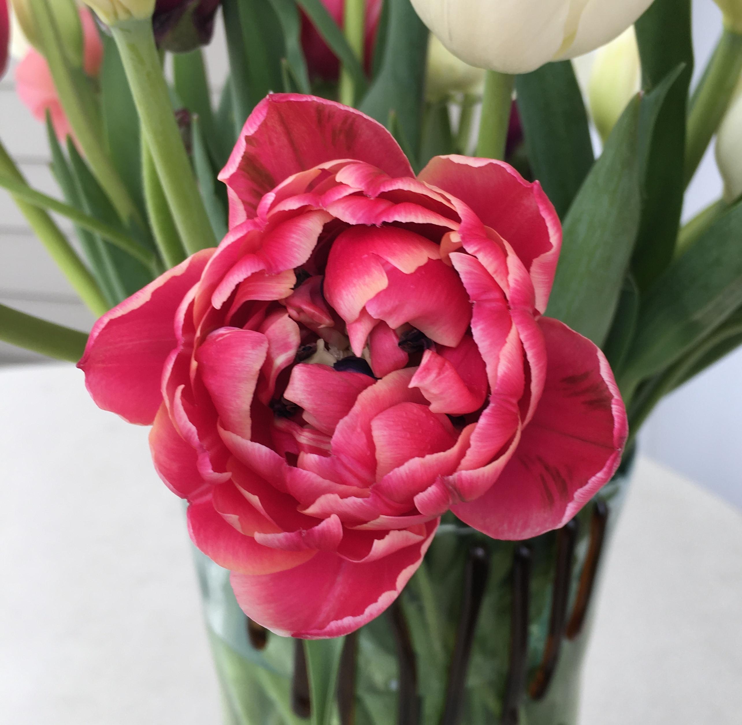 Tulip Double Early 'Columbus' - Tulip from Leo Berbee Bulb Company
