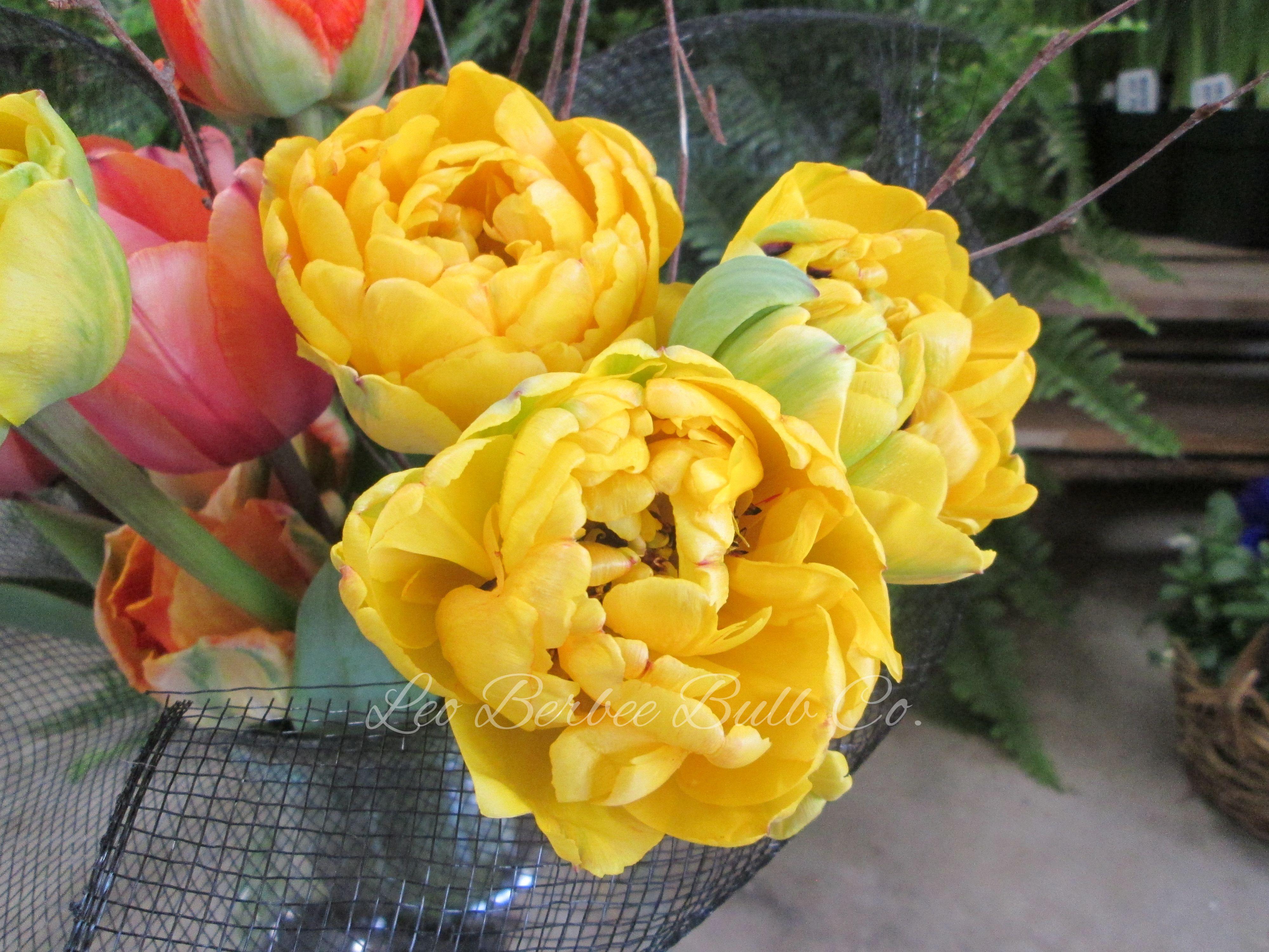 Tulip Double Late 'Yellow Pomponette' - from Leo Berbee Bulb Company
