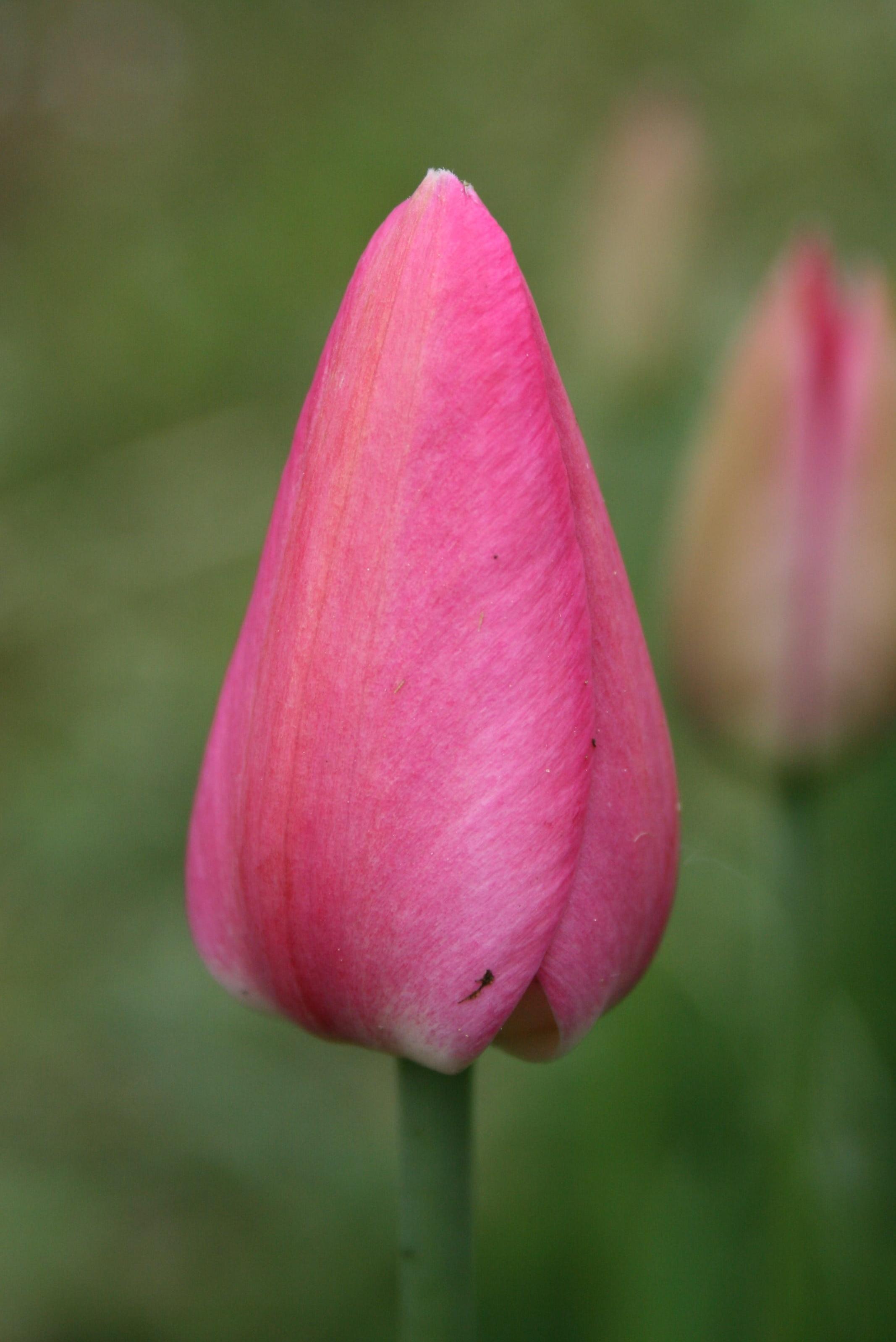 Tulip Single Early 'Christmas Dream' - Tulip from Leo Berbee Bulb Company