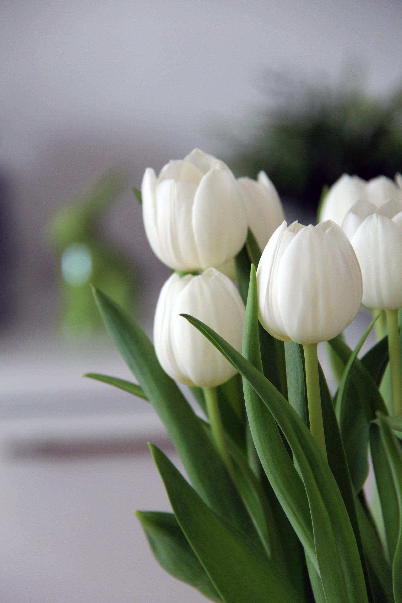 Tulip Single Early 'White Prince' - Tulip from Leo Berbee Bulb Company