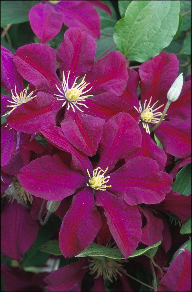 Clematis 'Niobe' - Clematis from Leo Berbee Bulb Company