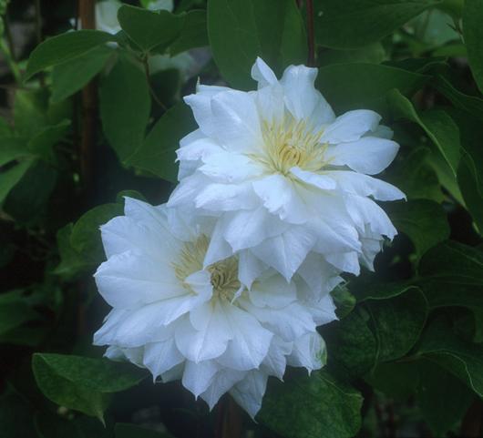 Clematis 'Duchess of Edinburg' - Clematis from Leo Berbee Bulb Company