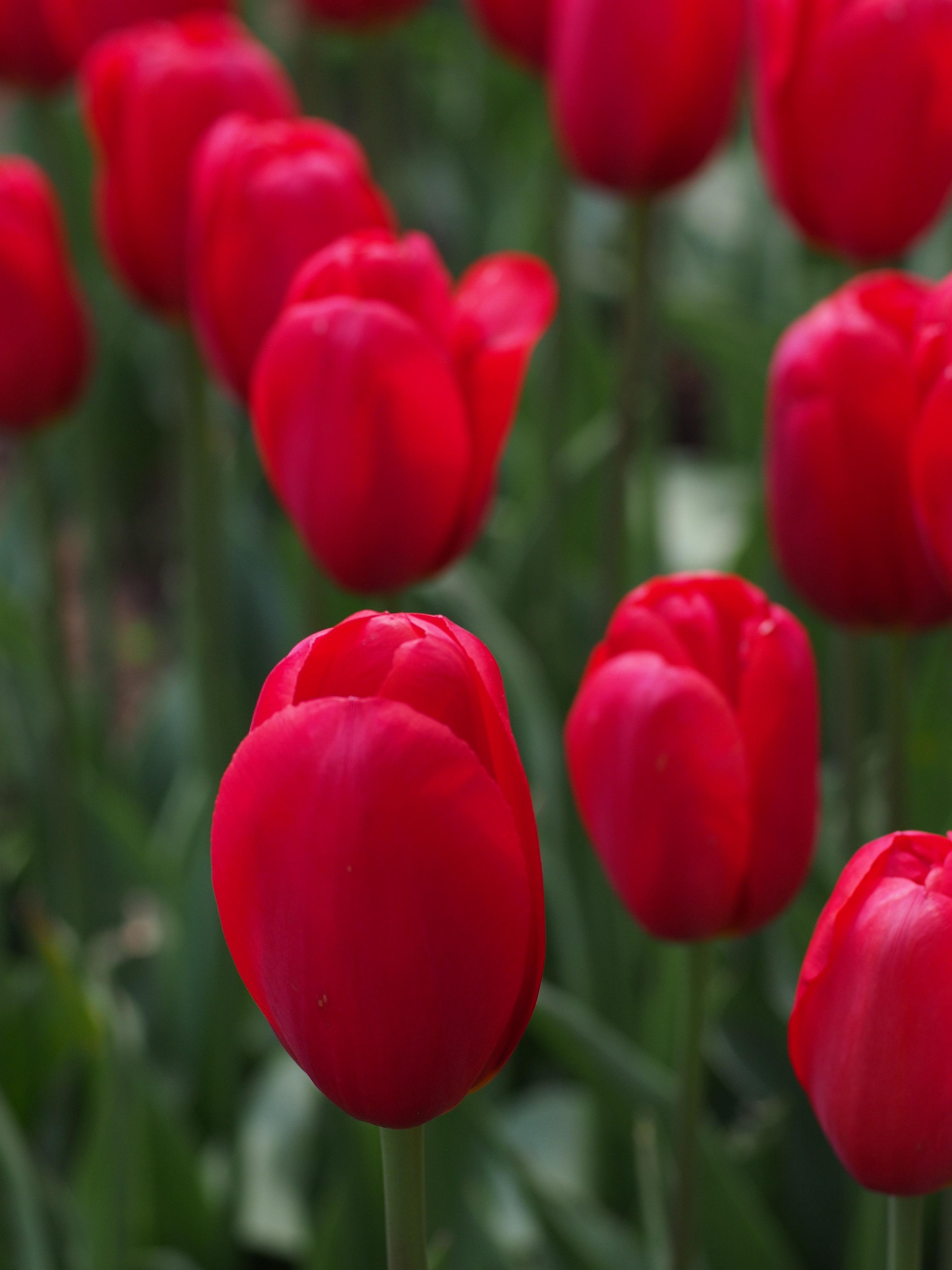 Tulip Triumph 'Red Present' - Tulip from Leo Berbee Bulb Company