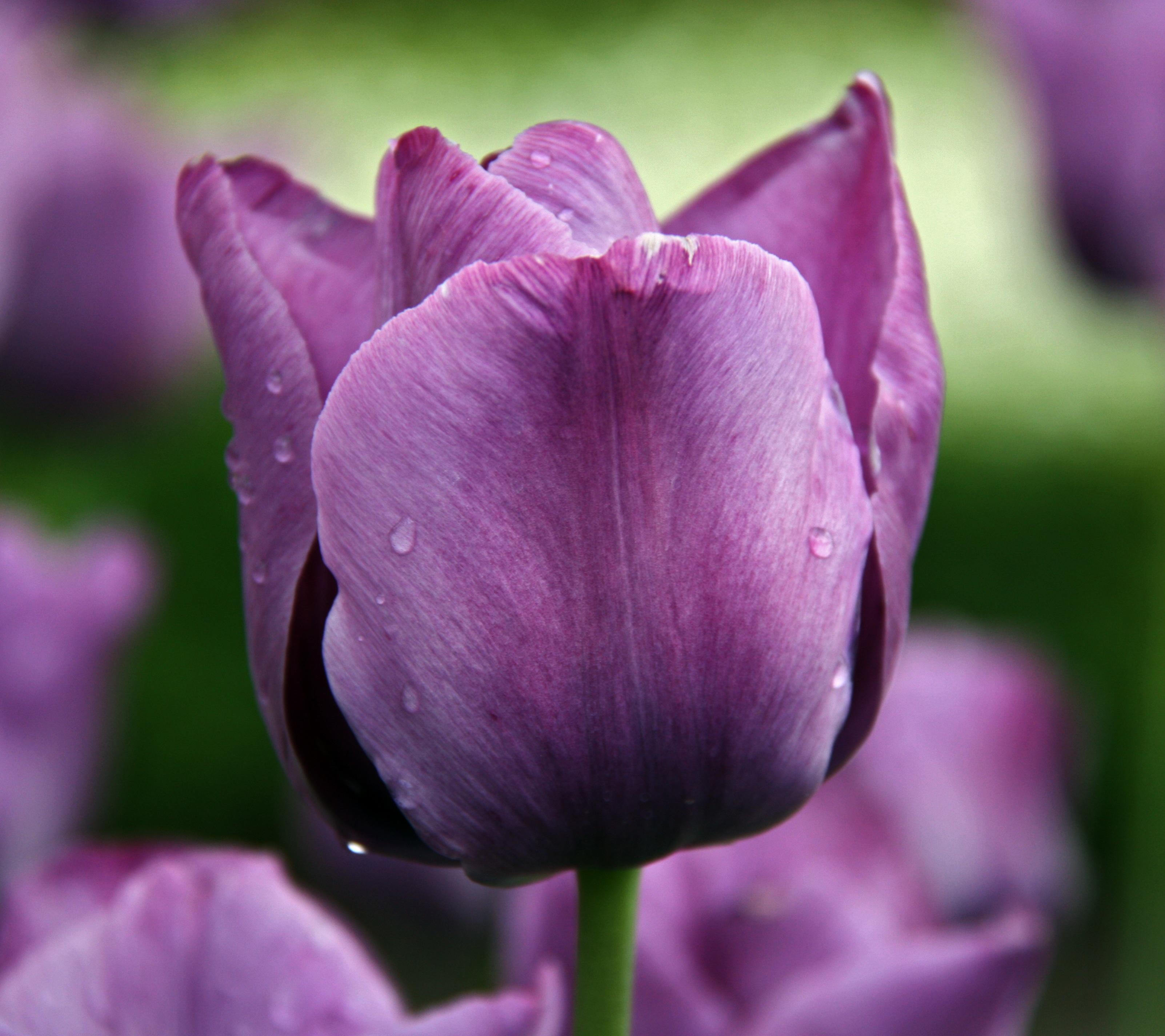 Tulip Single Late 'Blue Aimable' - Tulip from Leo Berbee Bulb Company