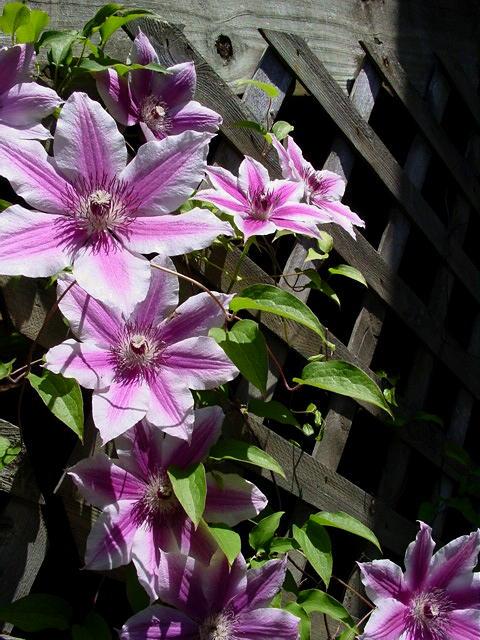 Clematis 'Nelly Moser' - Clematis from Leo Berbee Bulb Company