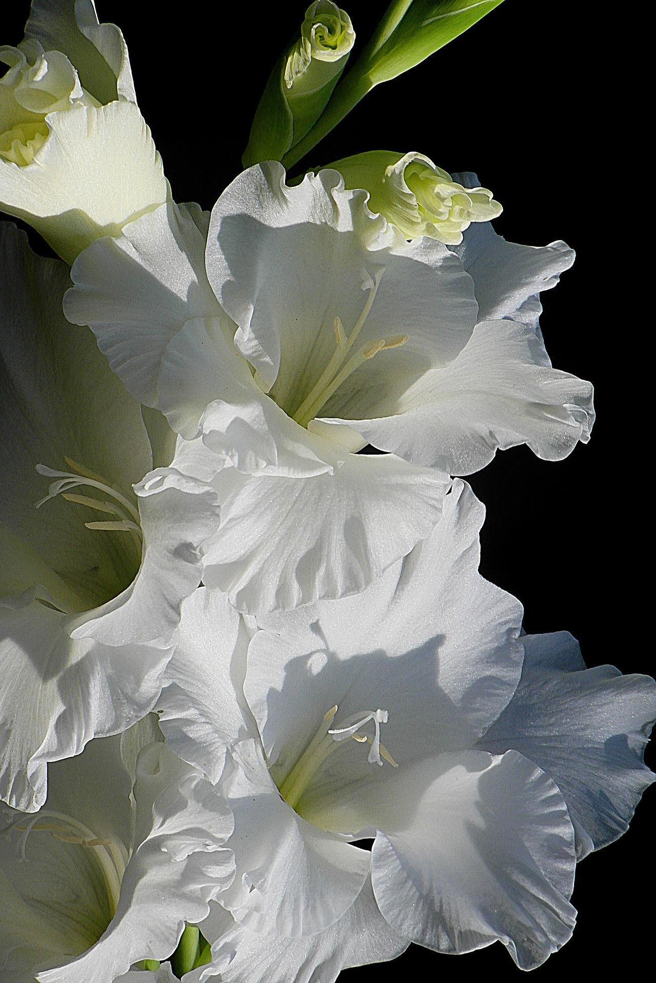 Gladiolus White Prosperity from Leo Berbee Bulb Company