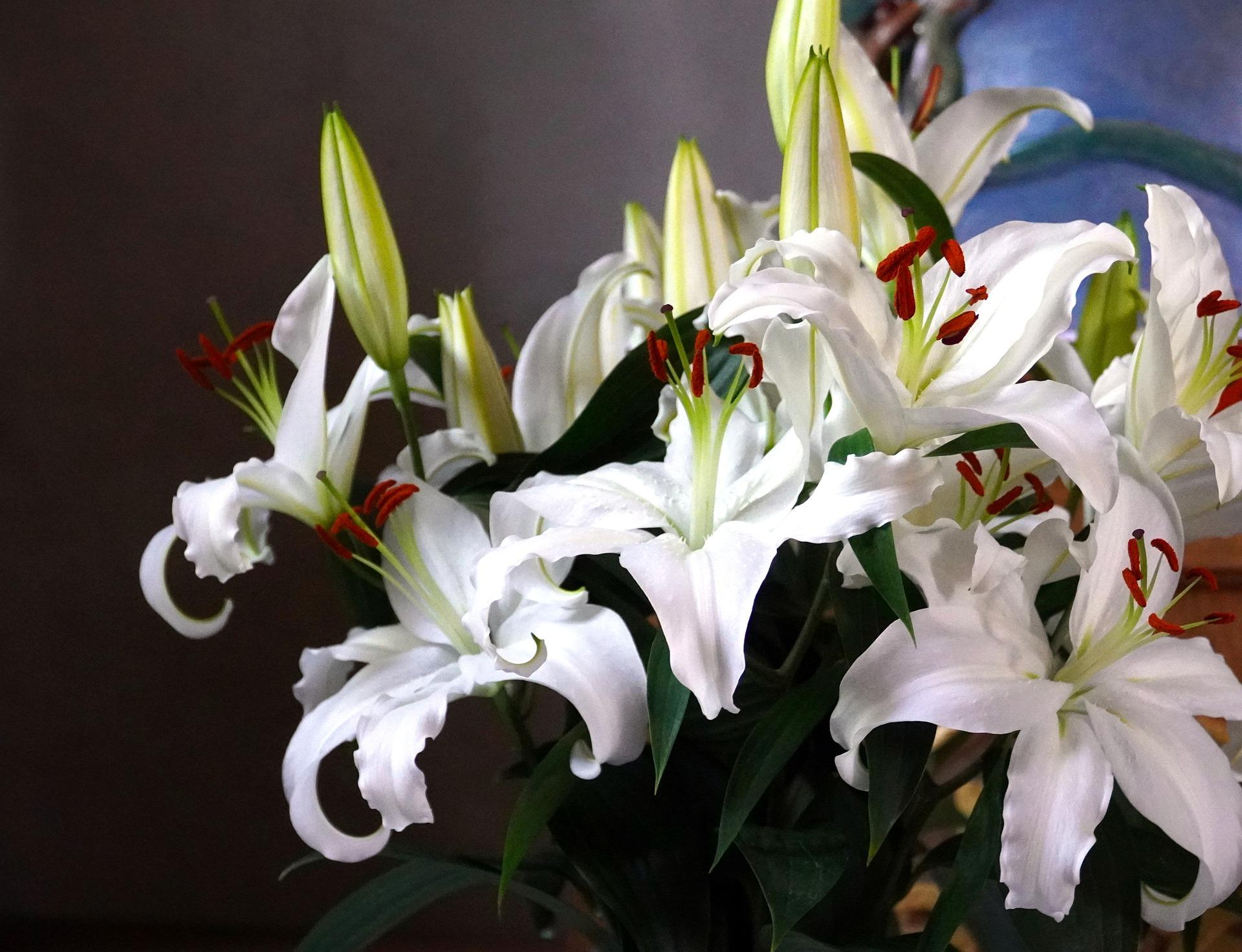 Lilies Oriental White Romance from Leo Berbee Bulb Company