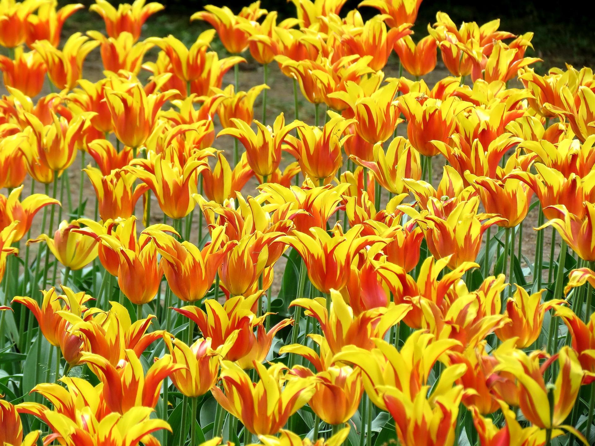 Tulip Lily Flowering Fireworks from Leo Berbee Bulb Company