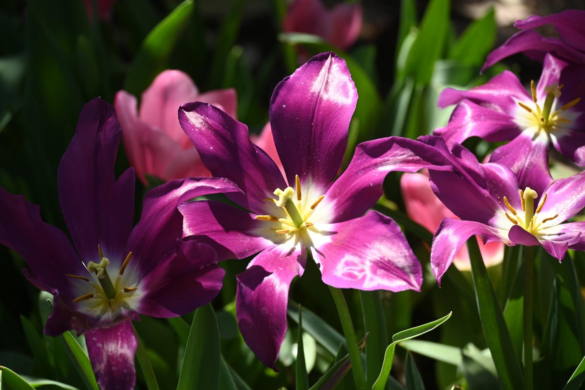 Tulip Lily Flowering Burgundy from Leo Berbee Bulb Company