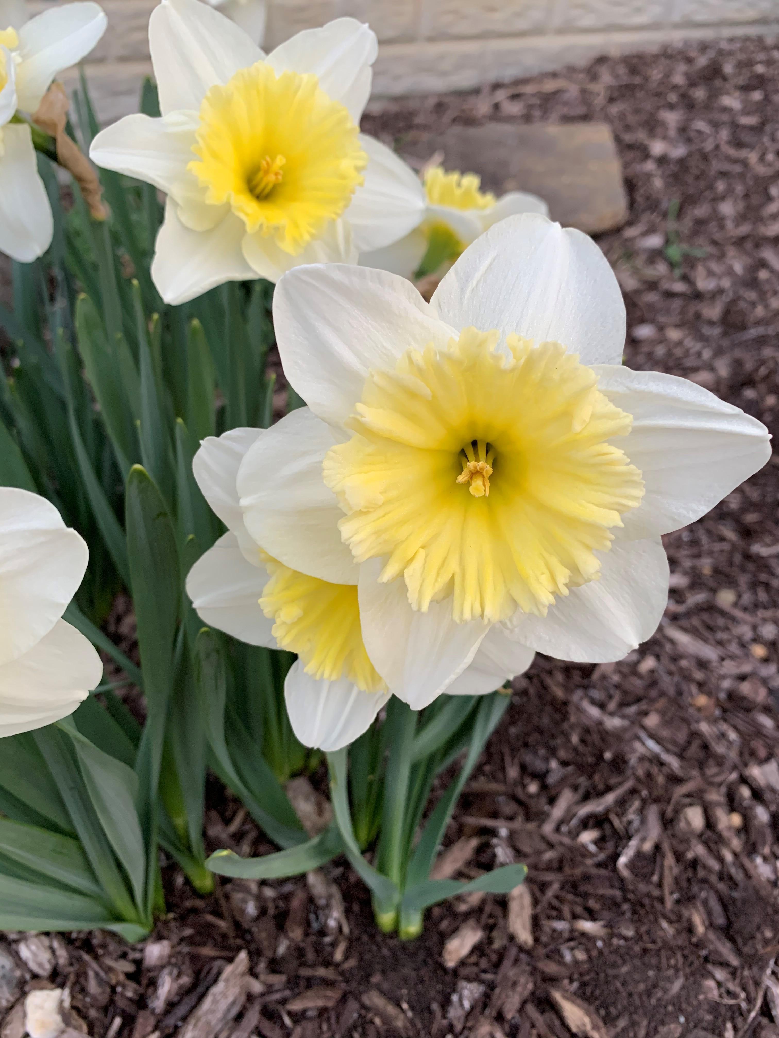 Precooled Daffodil Large Cupped Ice Follies from Leo Berbee Bulb Company