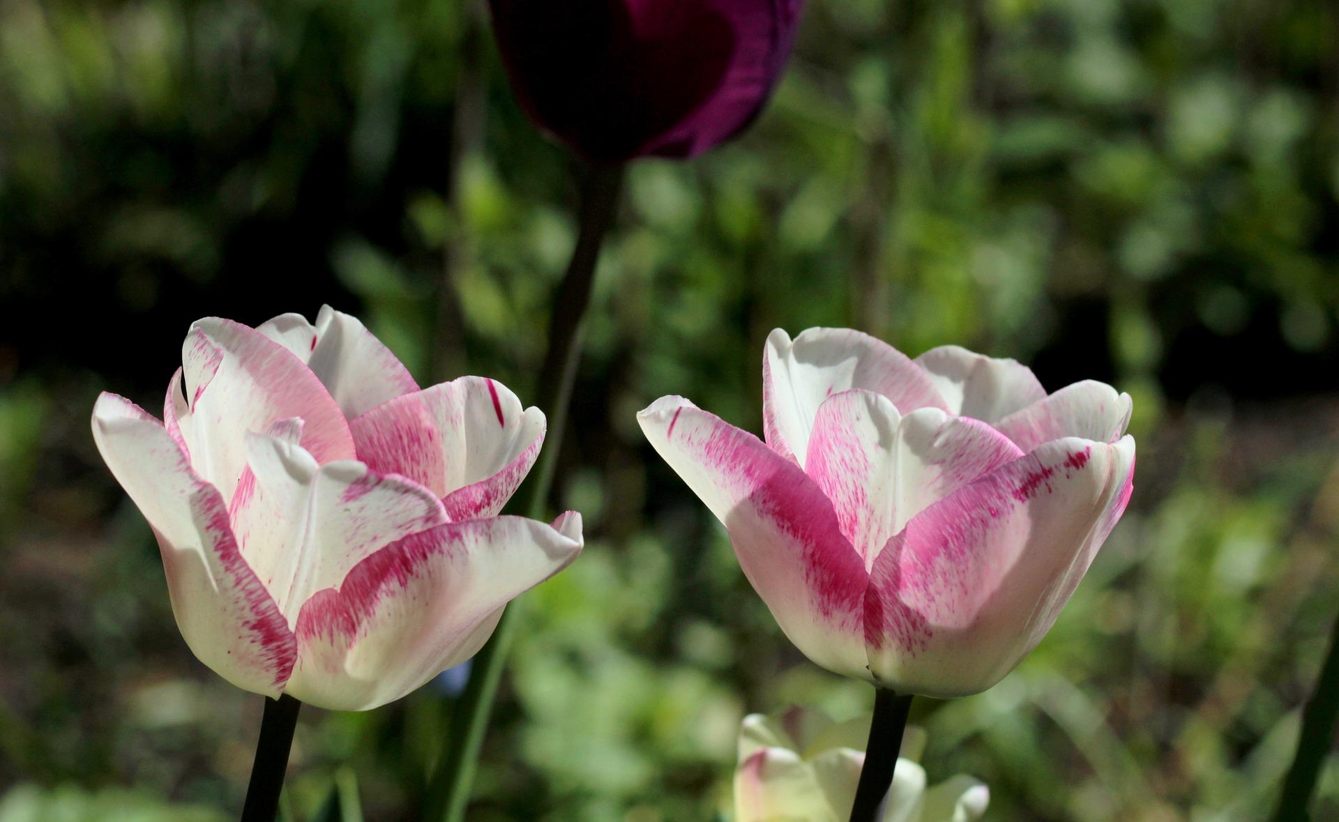 Tulip Triumph Affaire from Leo Berbee Bulb Company