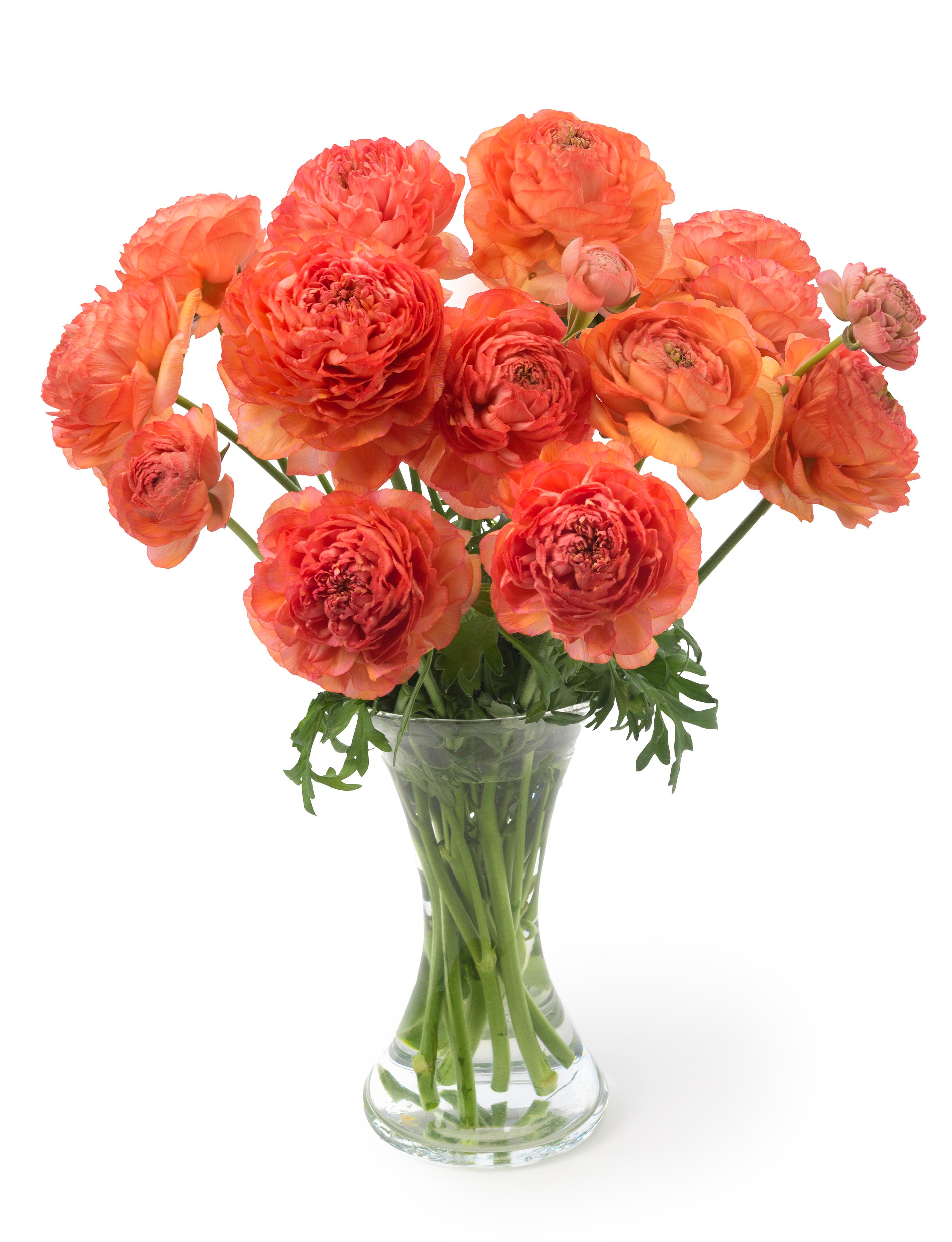 Ranunculus Romance Paradou from Leo Berbee Bulb Company
