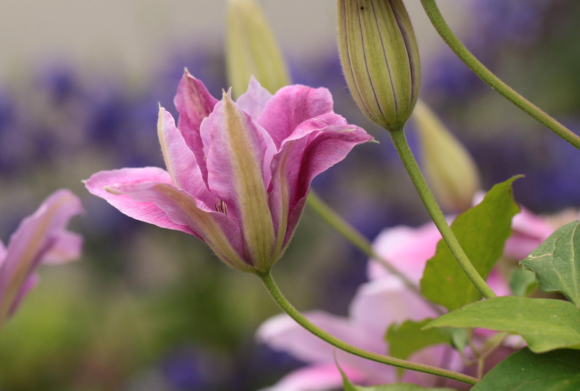 Clematis Duchess of Albany from Leo Berbee Bulb Company