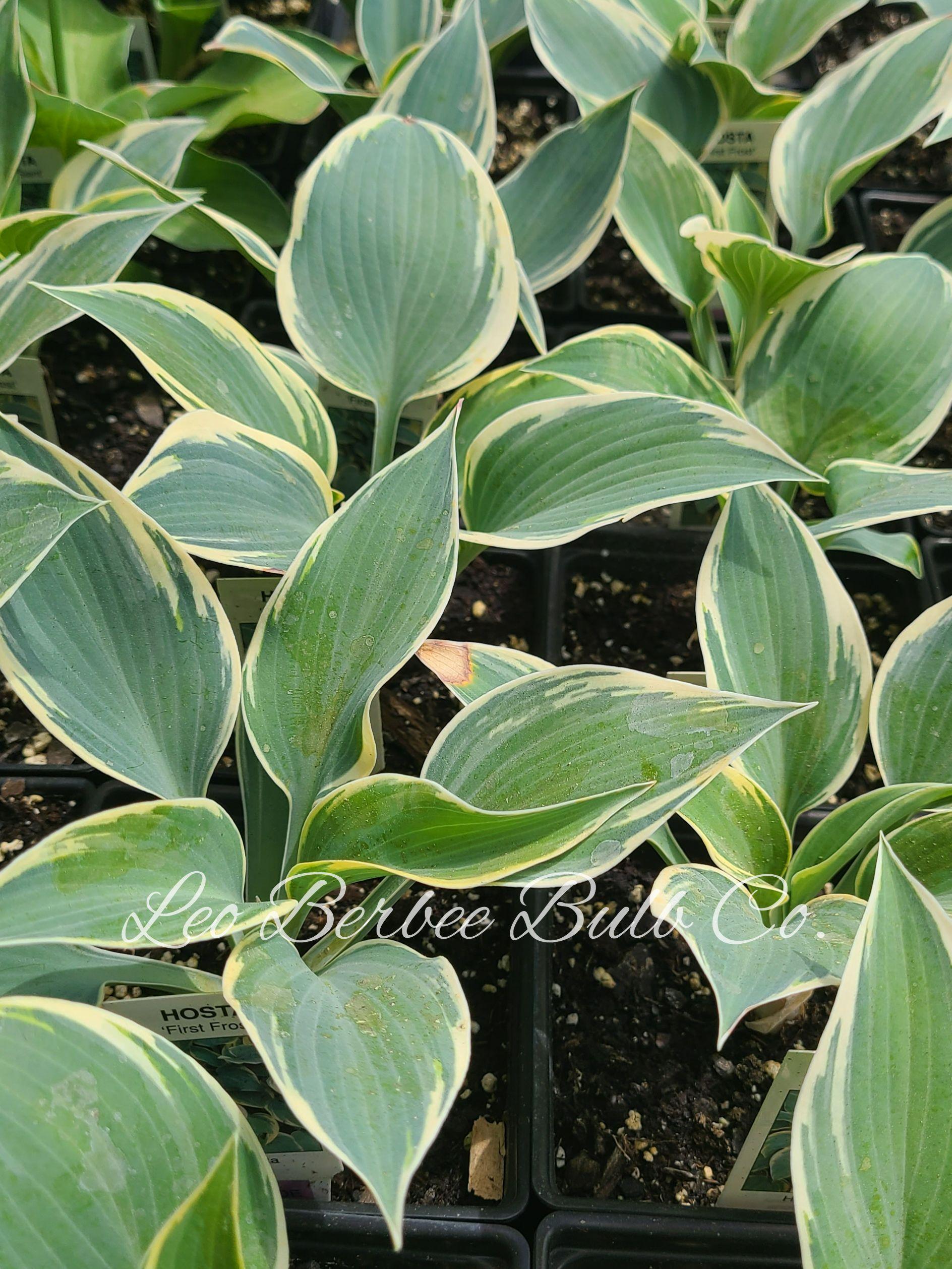 Hosta First Frost from Leo Berbee Bulb Company