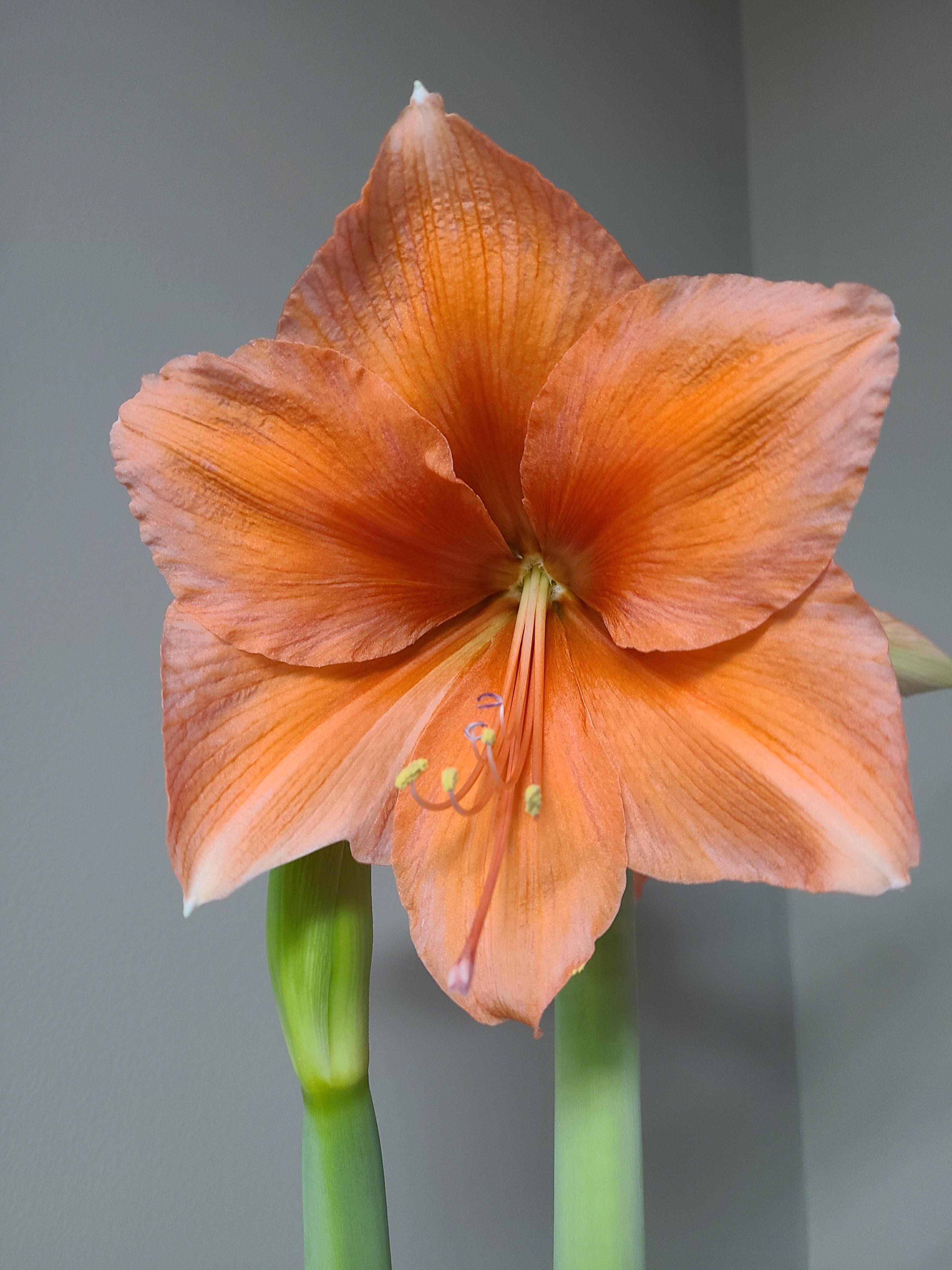 Hippeastrum Holland Bouquet from Leo Berbee Bulb Company