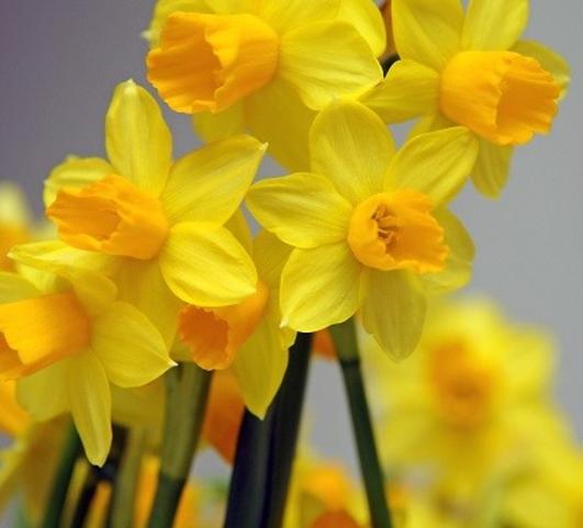 Daffodil Cyclamineus Jetfire from Leo Berbee Bulb Company