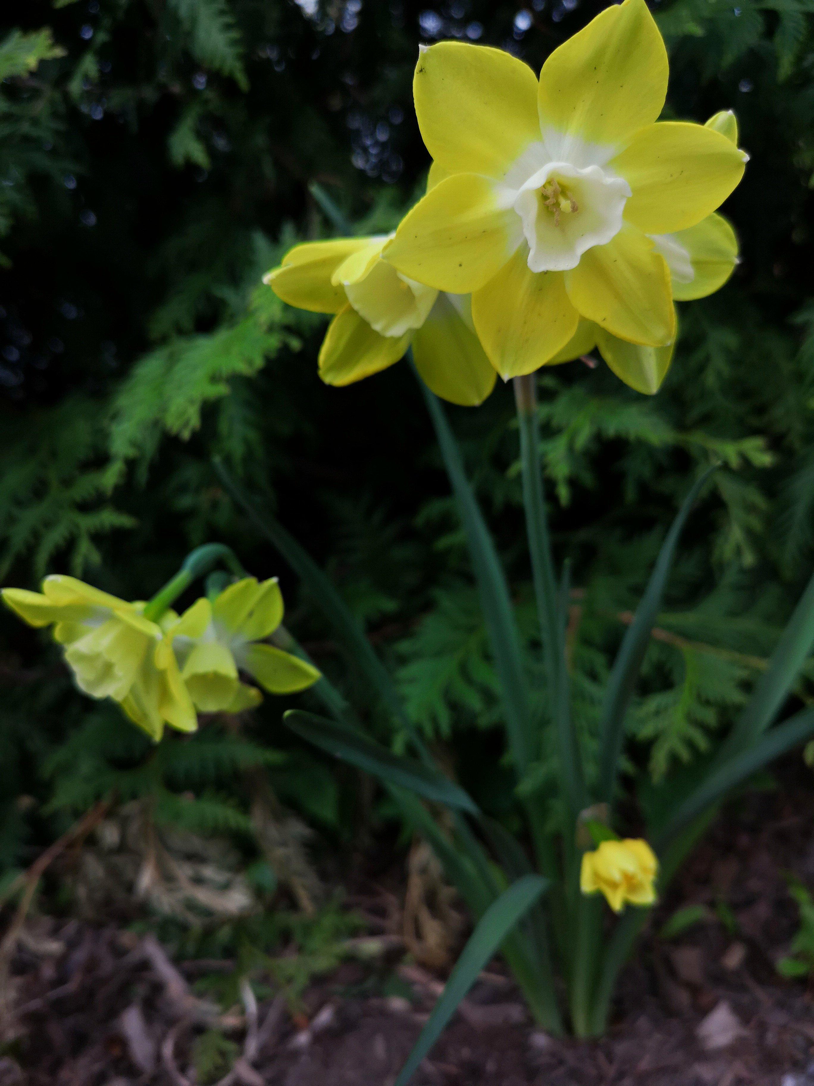 Daffodil Jonquilla Pipit from Leo Berbee Bulb Company