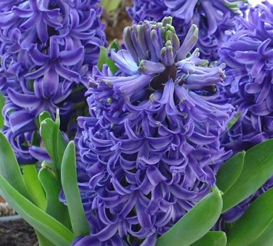 Hyacinth Blue Pearl from Leo Berbee Bulb Company