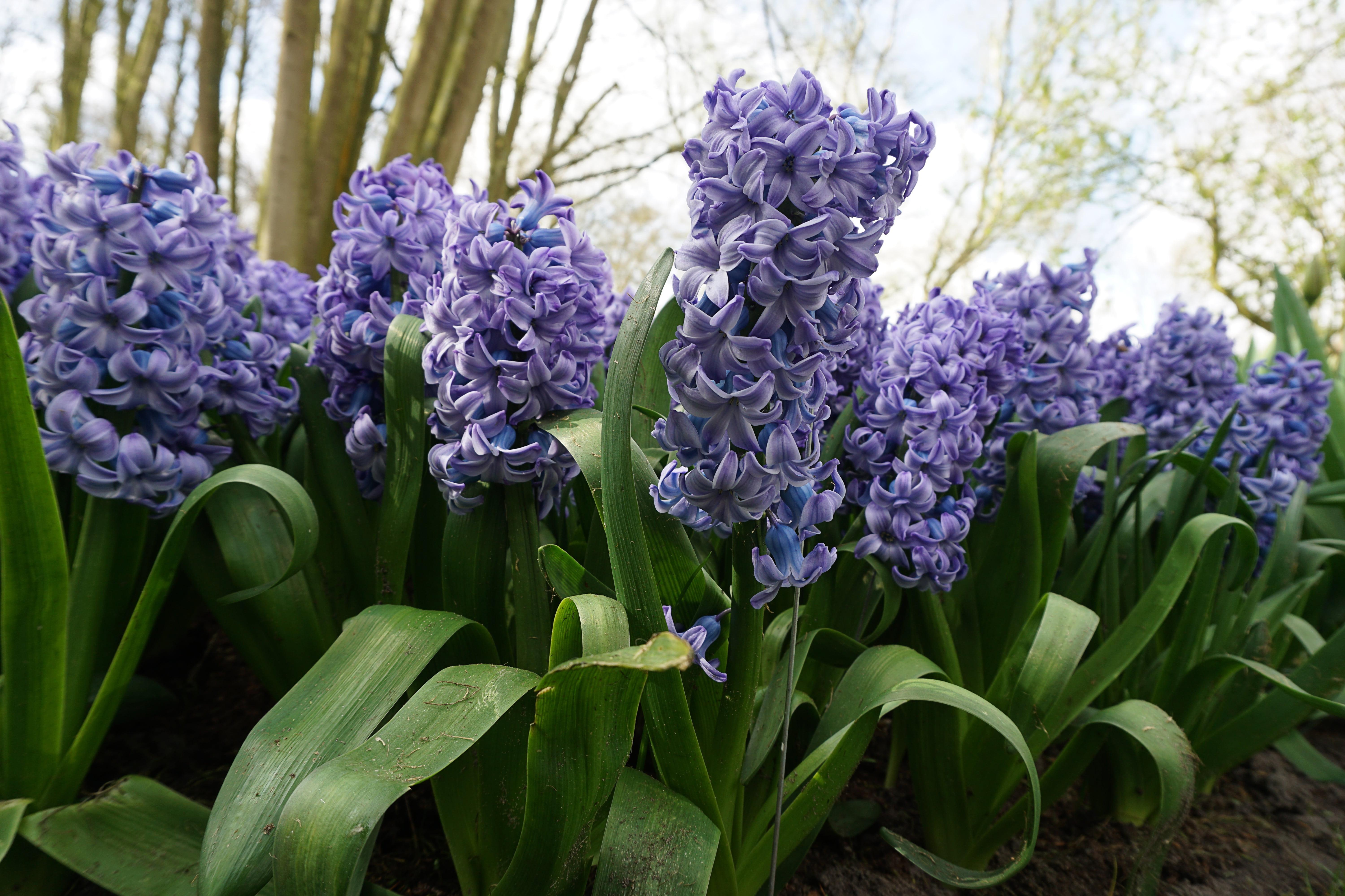 Hyacinth Delft Blue from Leo Berbee Bulb Company
