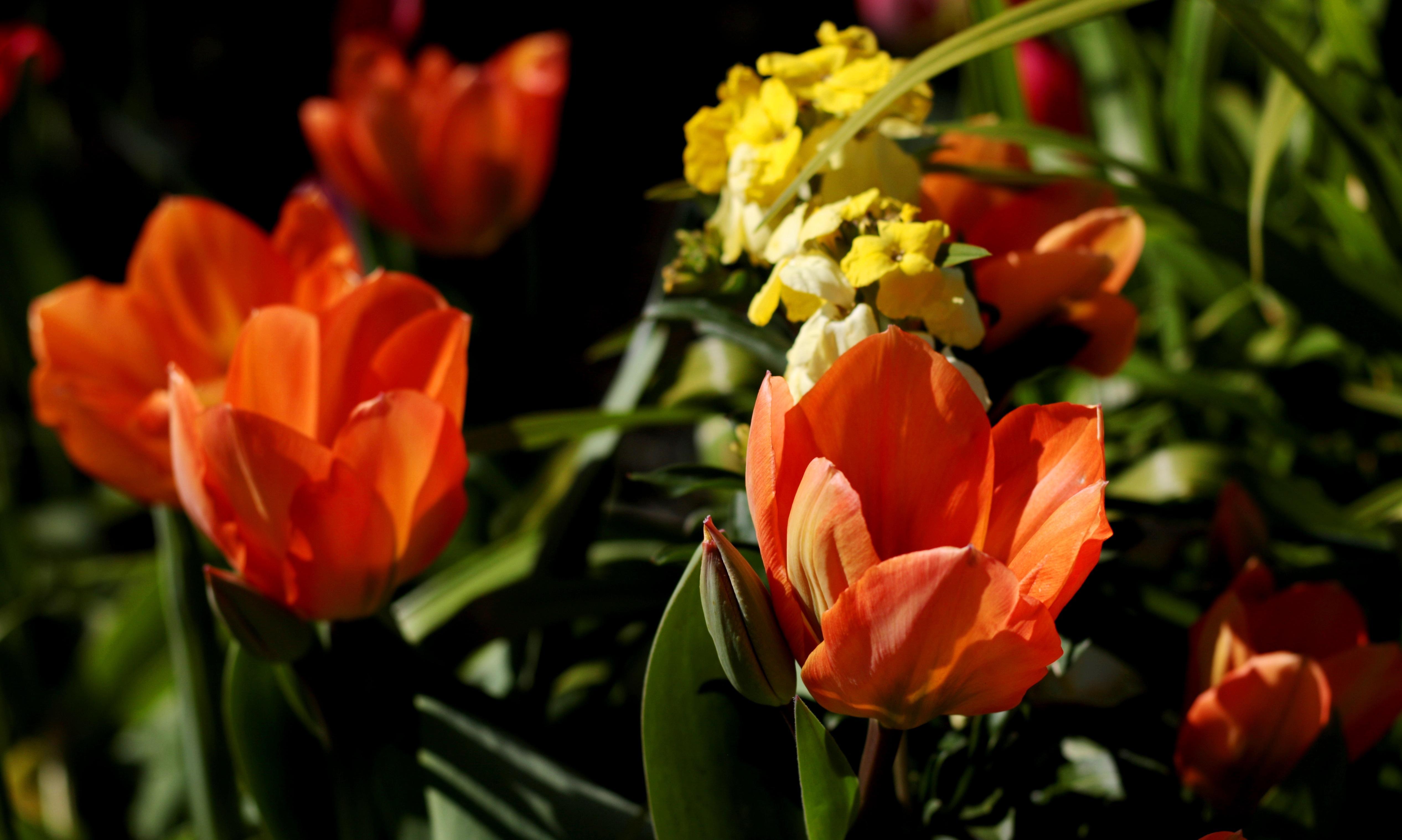 Tulip Fosteriana Orange Emperor/Orange Briljant from Leo Berbee Bulb Company