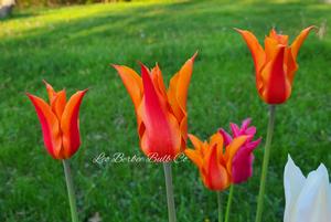 Tulip Lily Flowering Ballerina from Leo Berbee Bulb Company