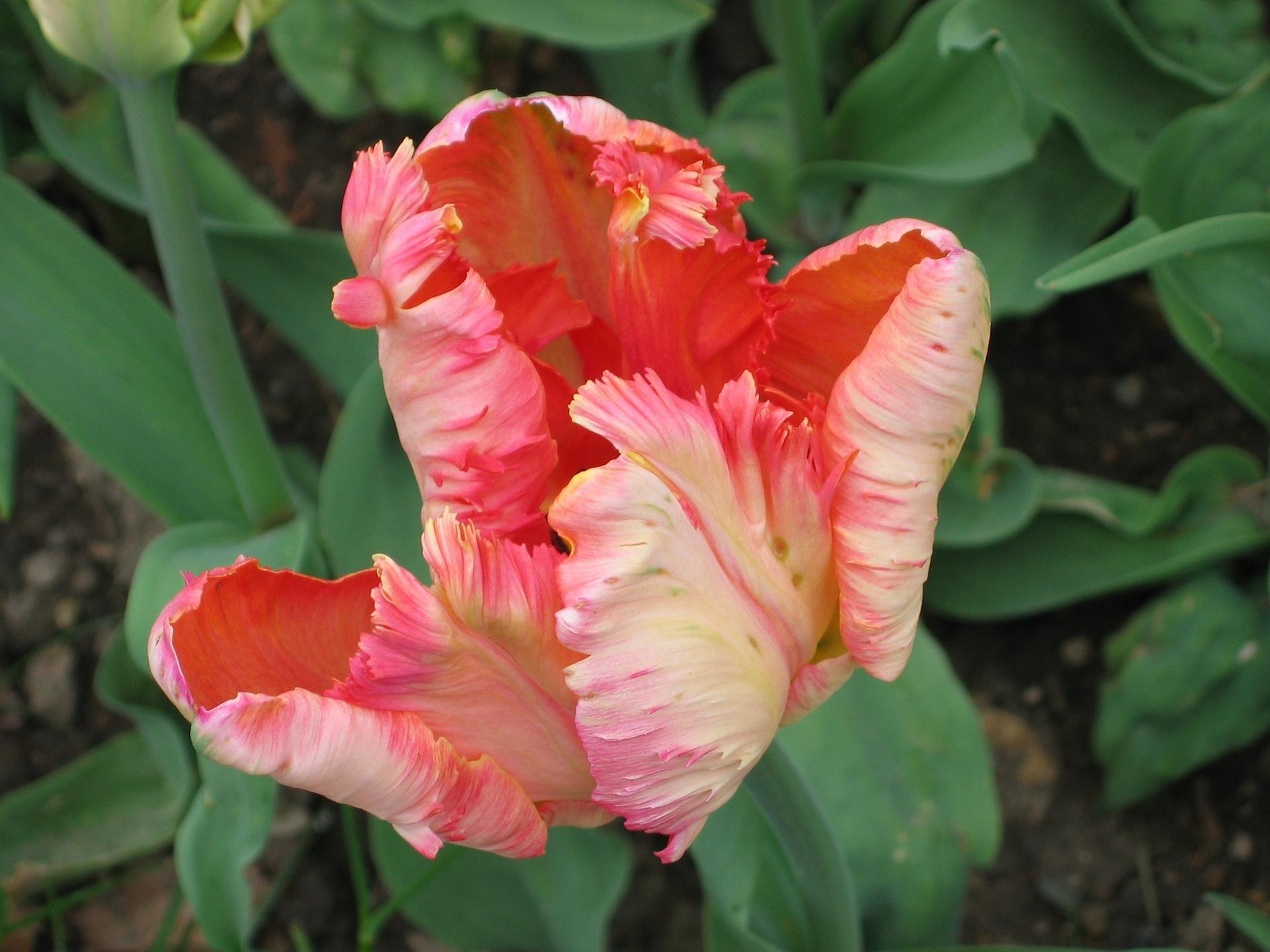 Tulip Parrot Apricot Parrot from Leo Berbee Bulb Company