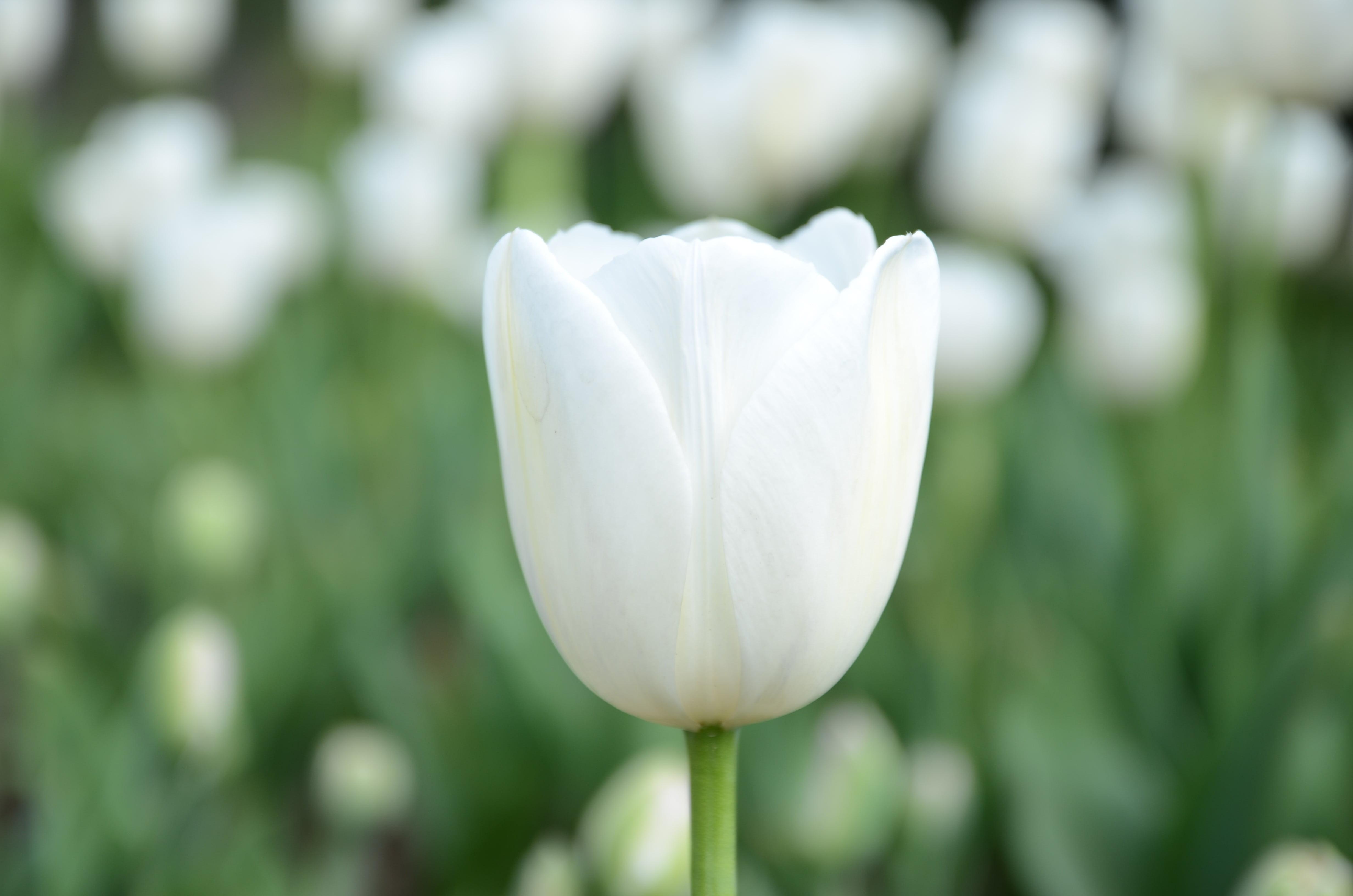 Tulip Single Early White Prince from Leo Berbee Bulb Company