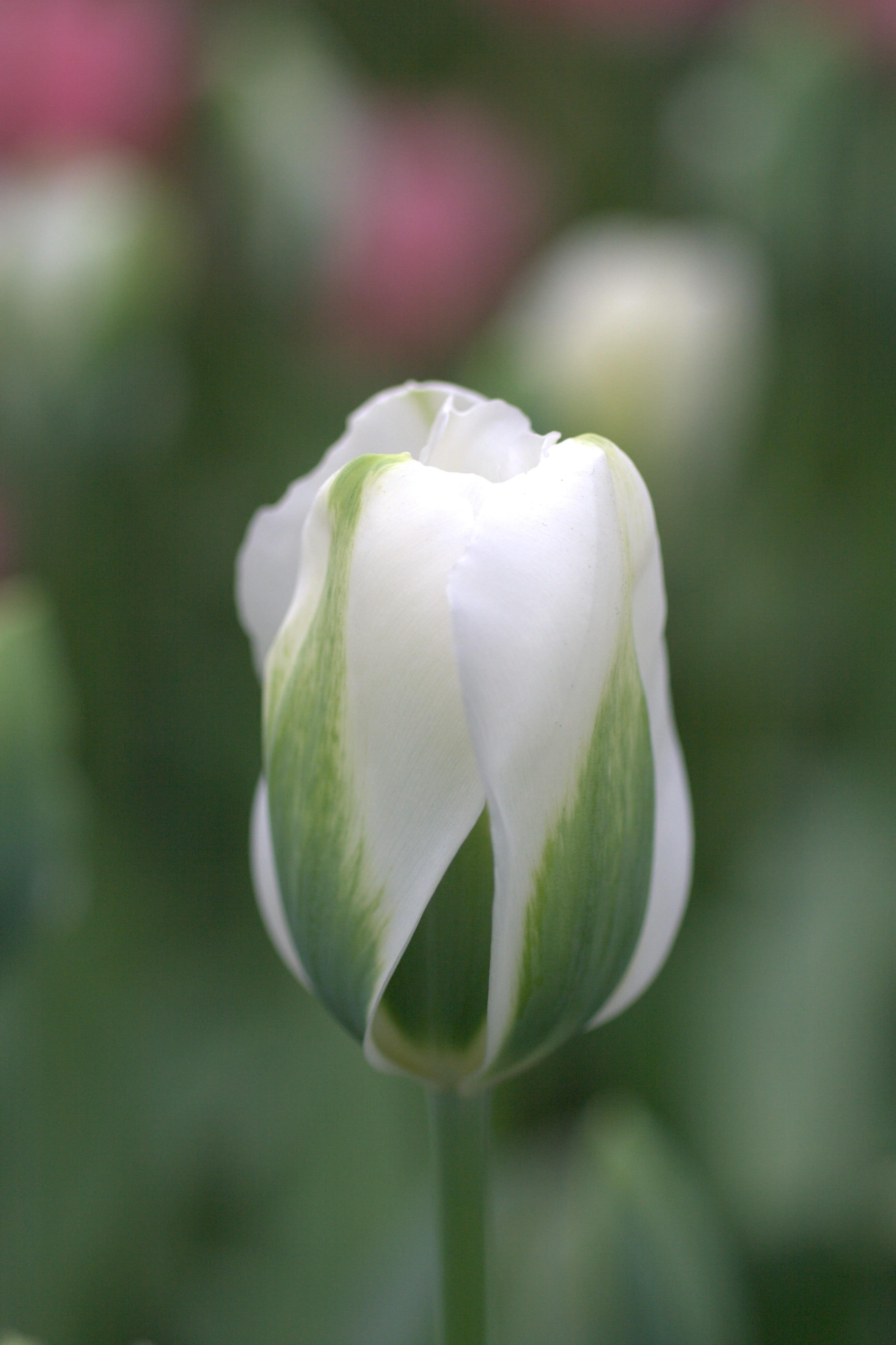 Tulip Viridiflora Spring Green from Leo Berbee Bulb Company