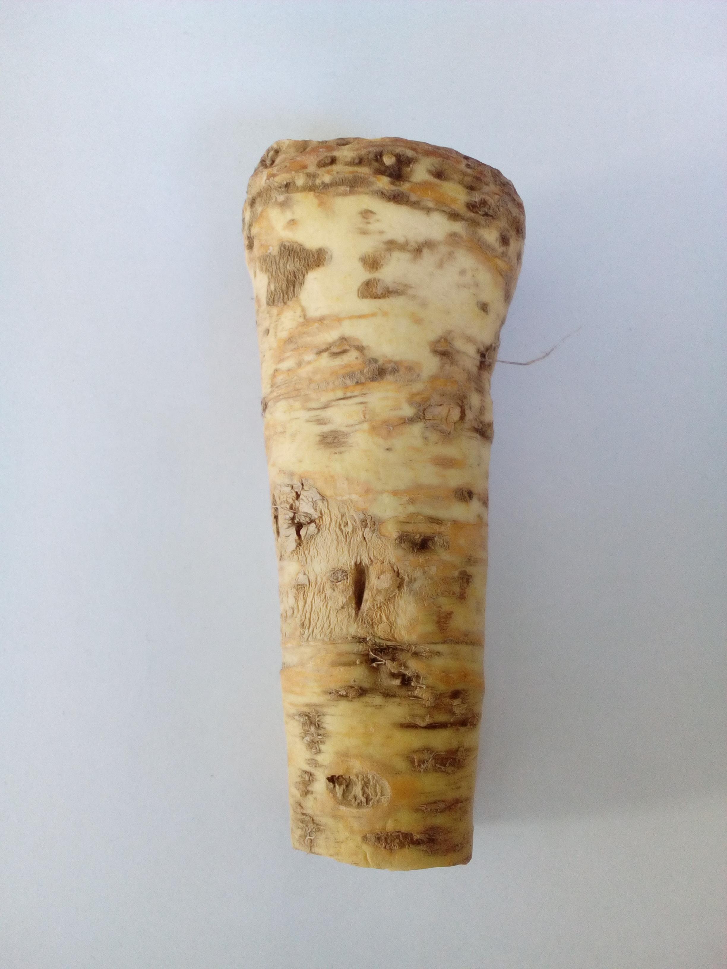 Horseradish from Leo Berbee Bulb Company