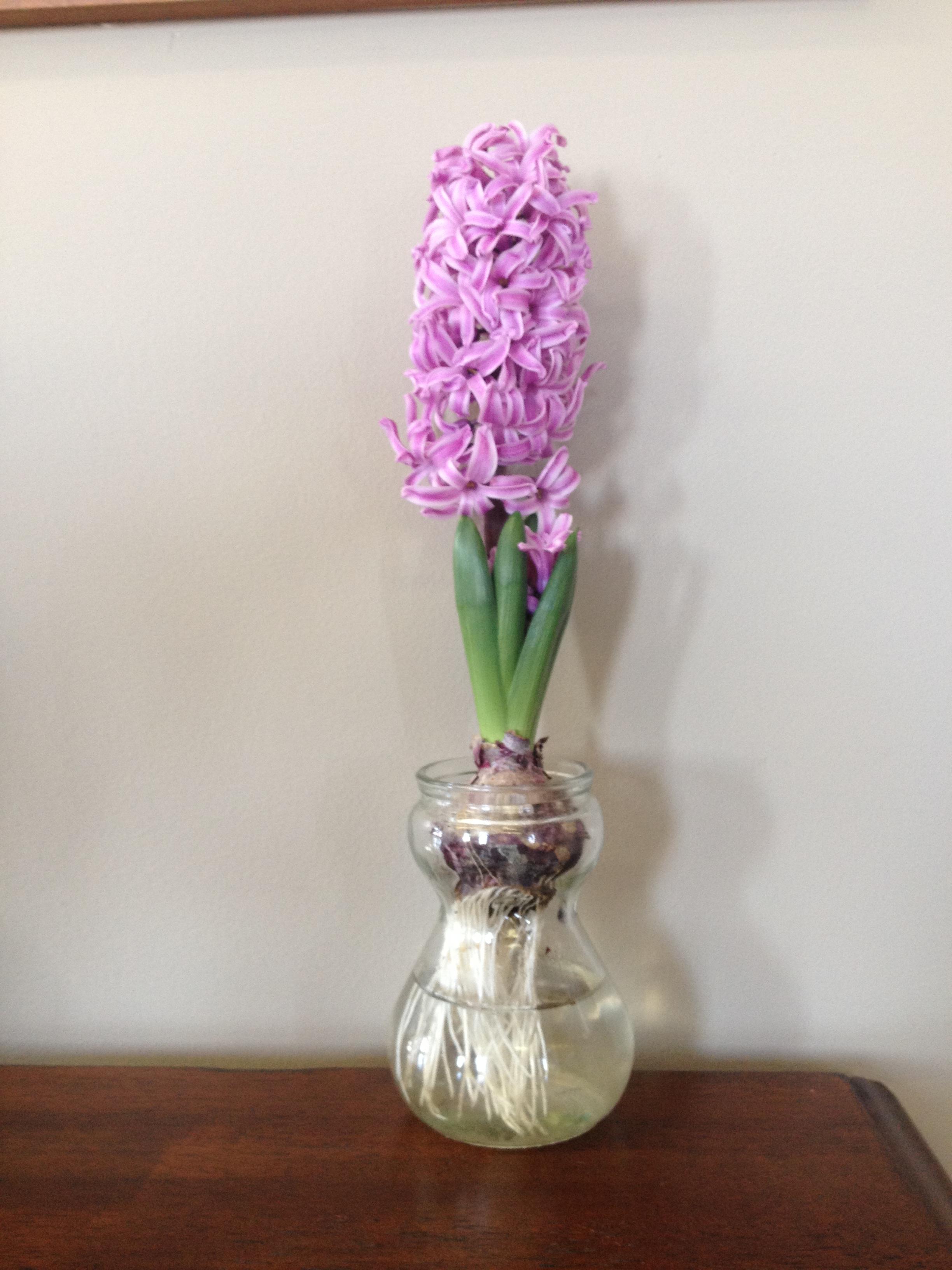 Hyacinth Gift Kits from Leo Berbee Bulb Company
