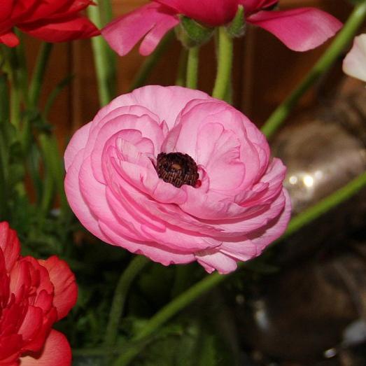 Ranunculus Tecolote Pink from Leo Berbee Bulb Company