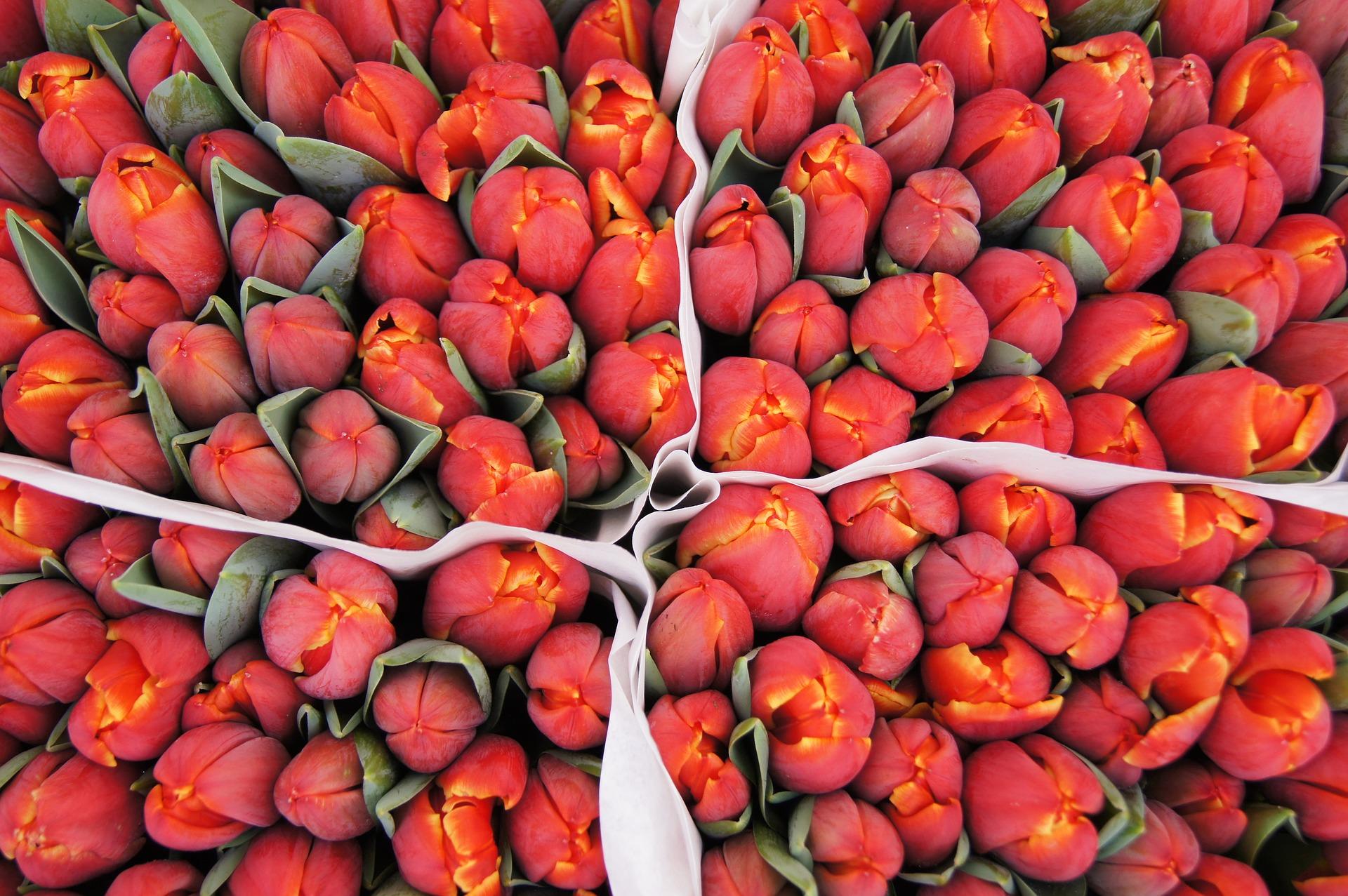 Tulip Darwin Hybrid Ad Rem from Leo Berbee Bulb Company