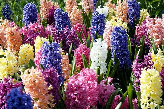 Hyacinth Mixed from Leo Berbee Bulb Company