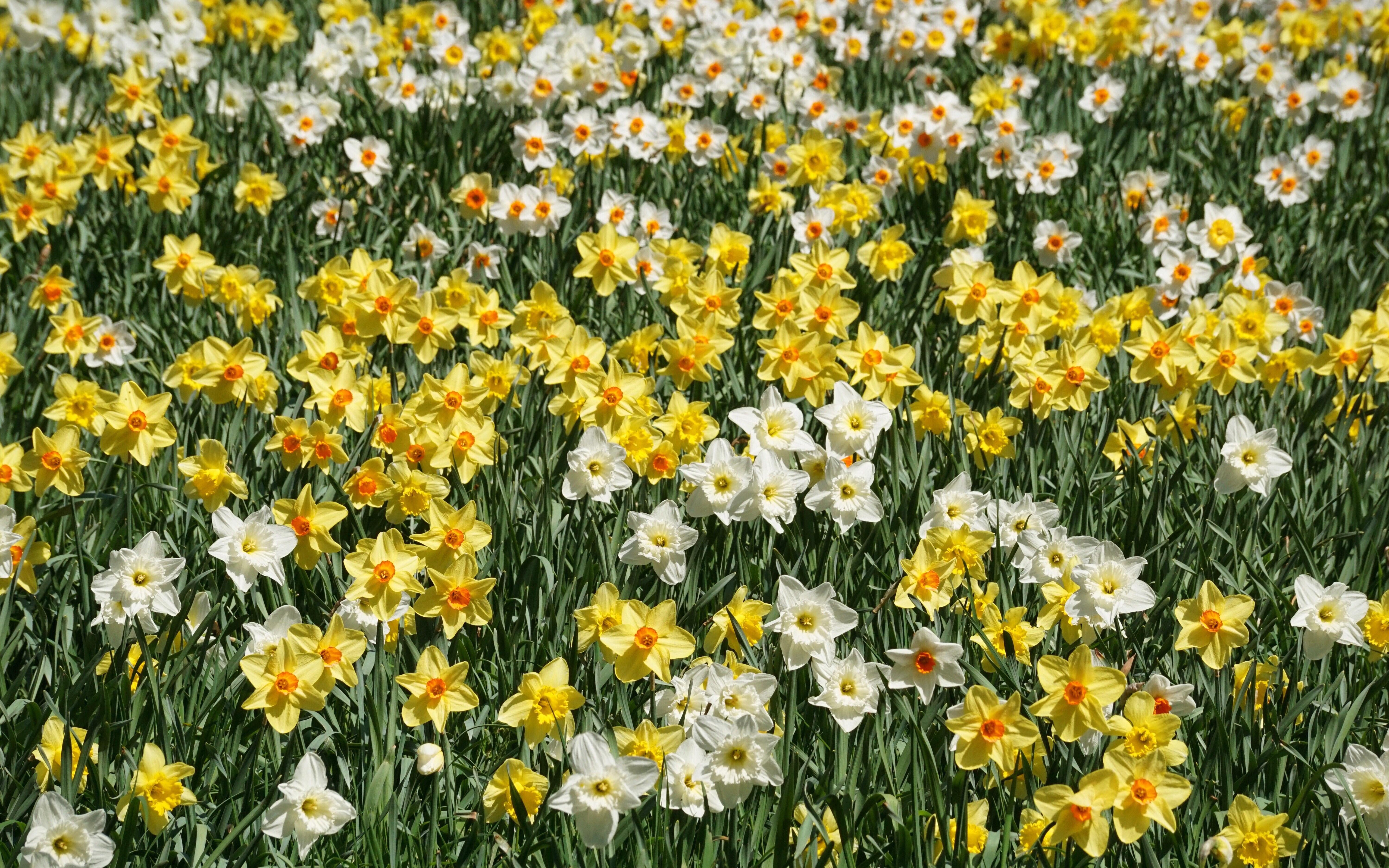 Daffodil Mixes from Leo Berbee Bulb Company