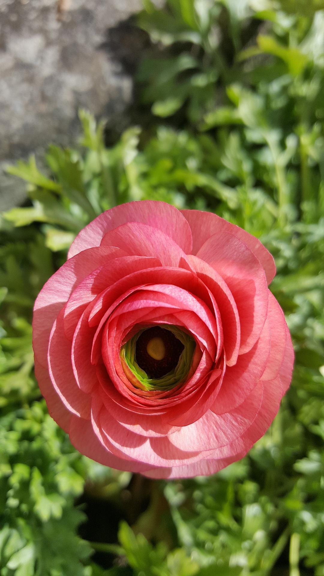 Ranunculus Tecolote Pink from Leo Berbee Bulb Company
