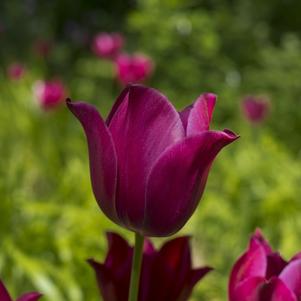 Tulip Bunchflowering Night Club