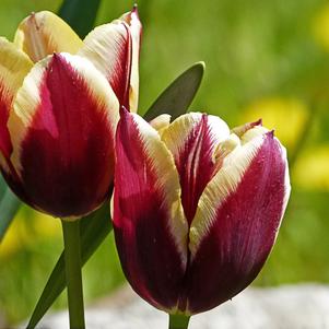 Tulip Triumph Gavota