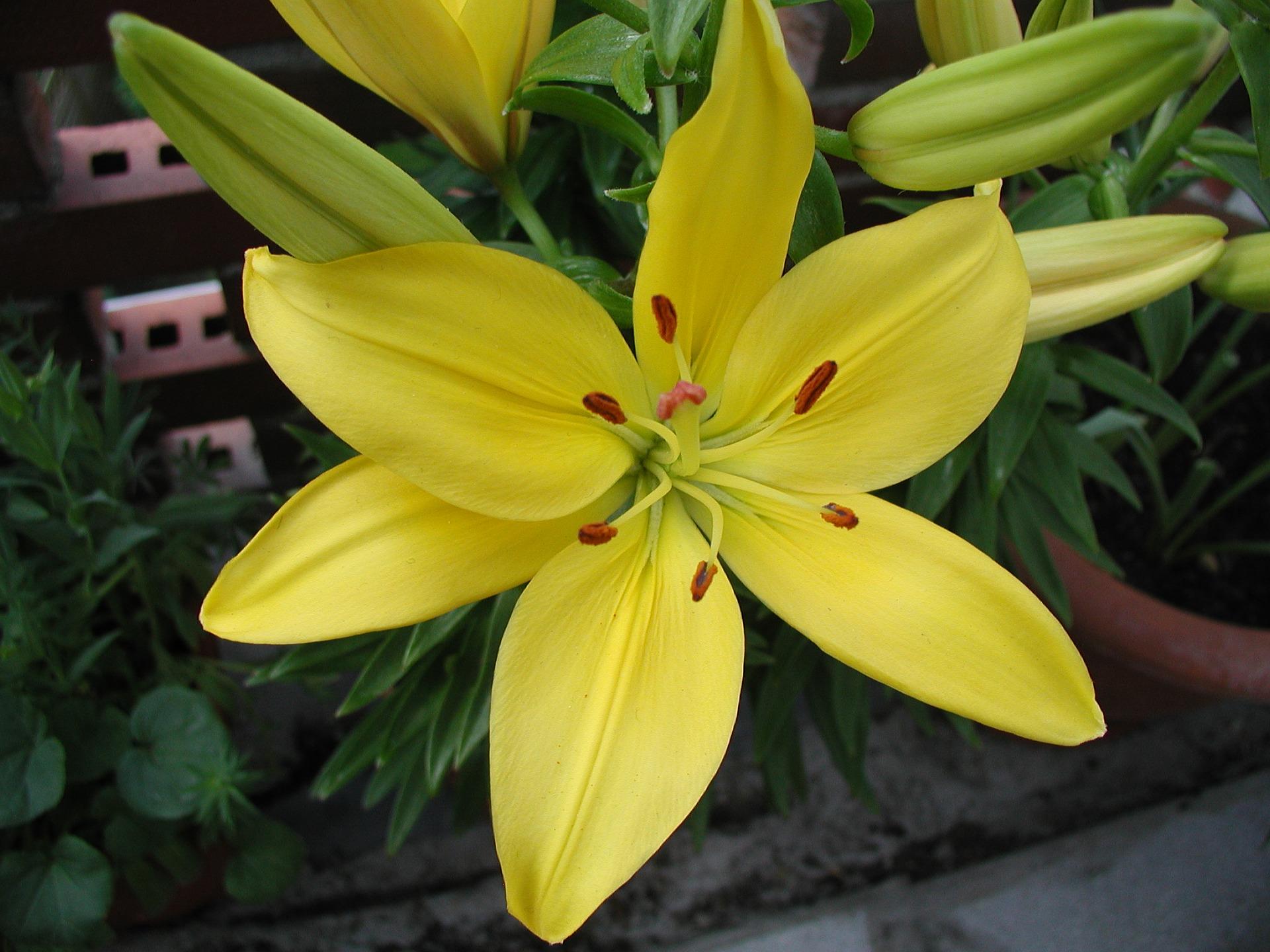 Lilies Longiflorum Asiatic Golden Tycoon (LA Hybrid Lilies)