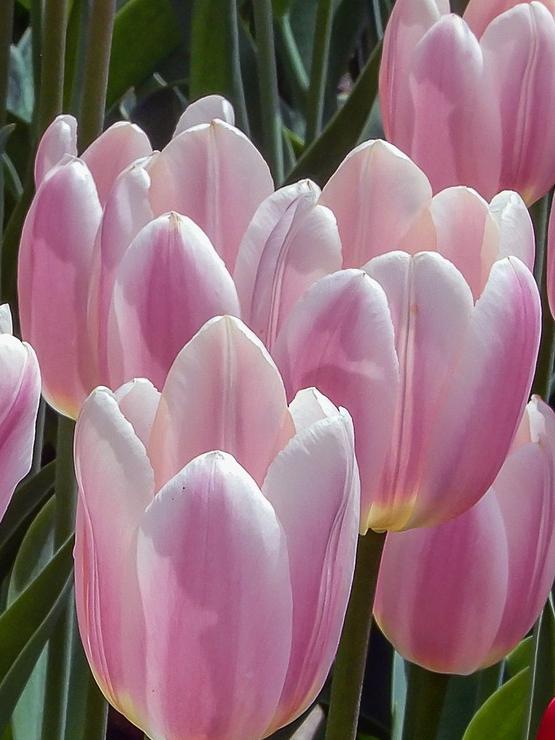 Tulip Darwin Hybrid Royal Pride (Tulip - Pre-Order for Fall 2022)