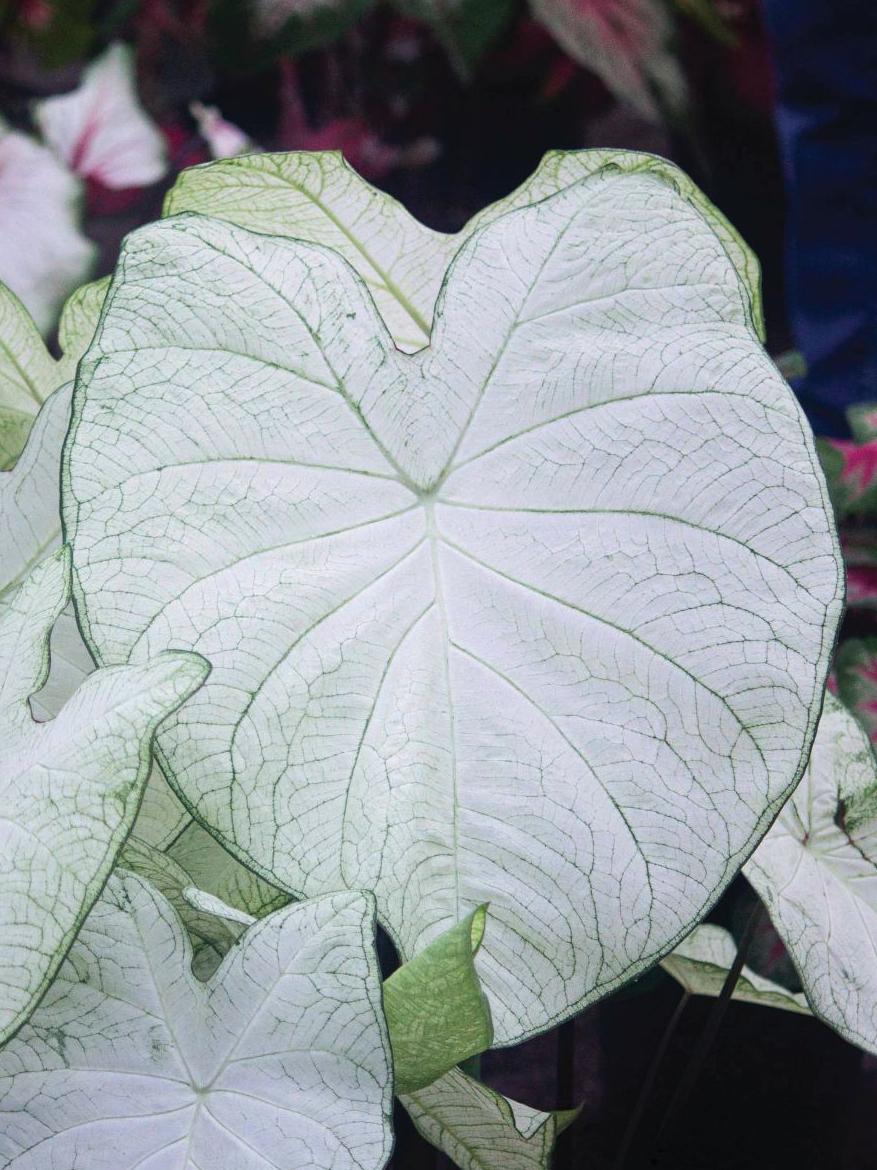 Caladium Fancy Leaf Garden White (PP20, 448) (Caladium - Pre-Order for 2024)